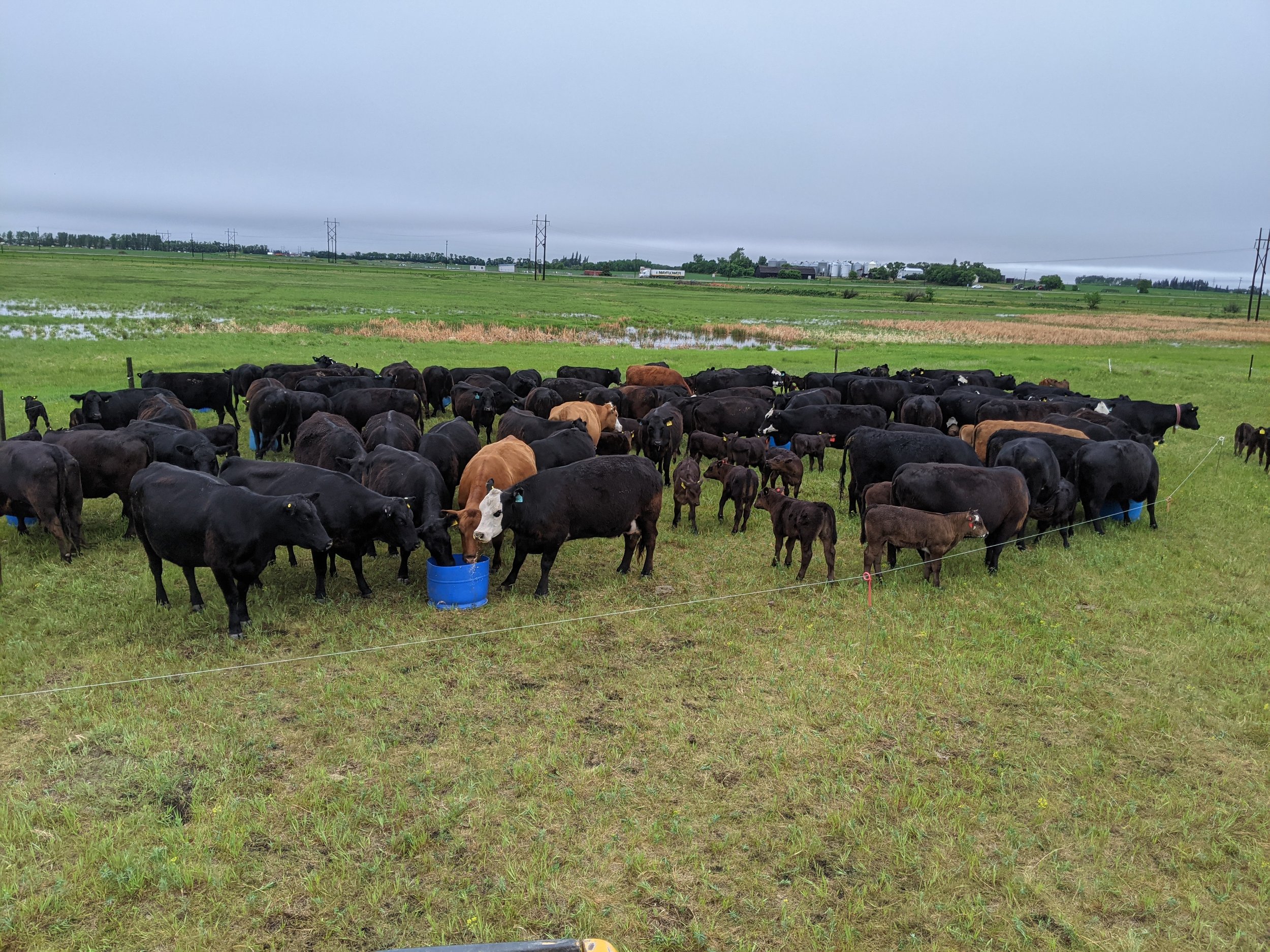 Cows gathered for training in eating leafy spurge