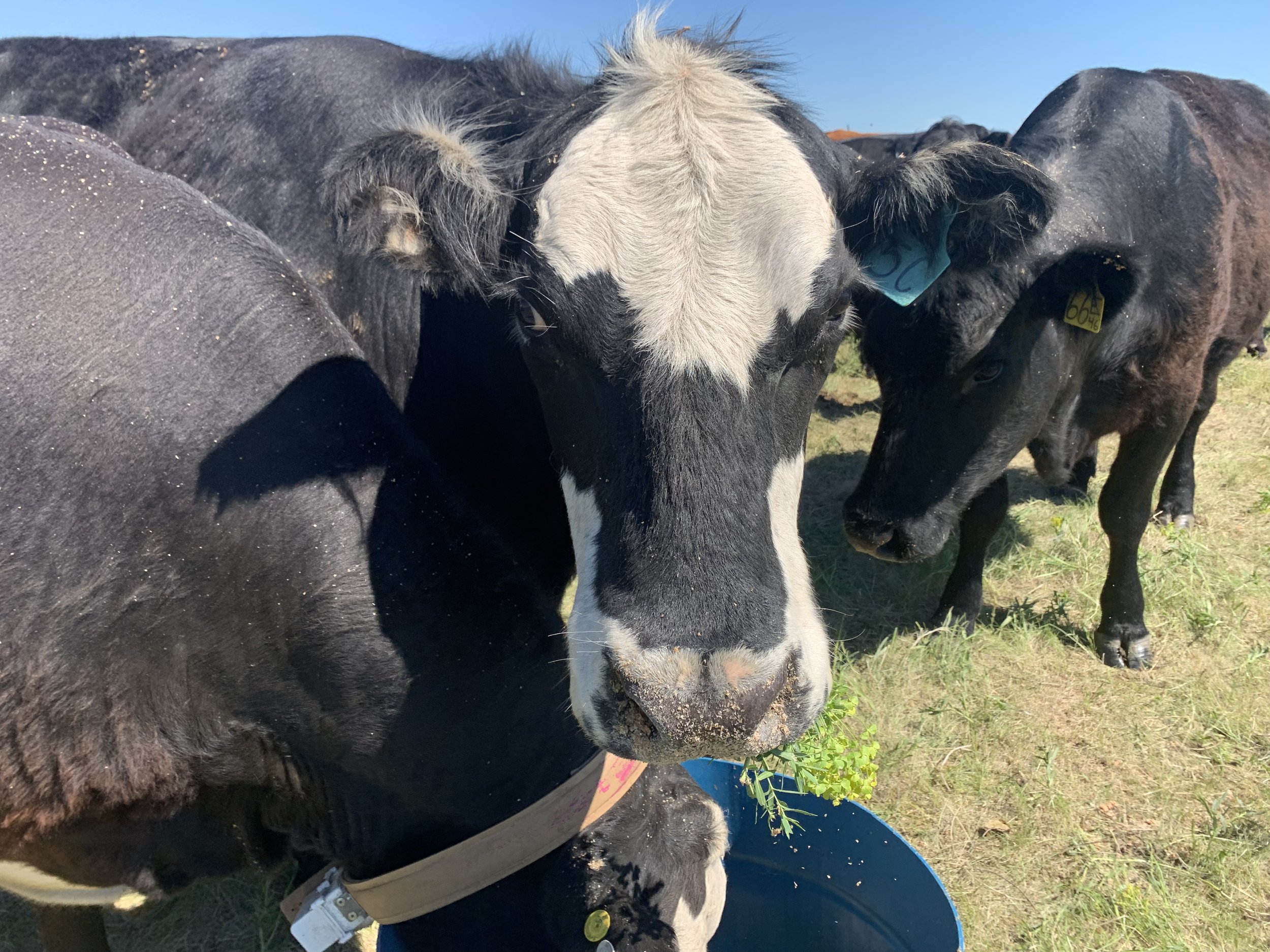 Cow eating a leafy spurge plant during training
