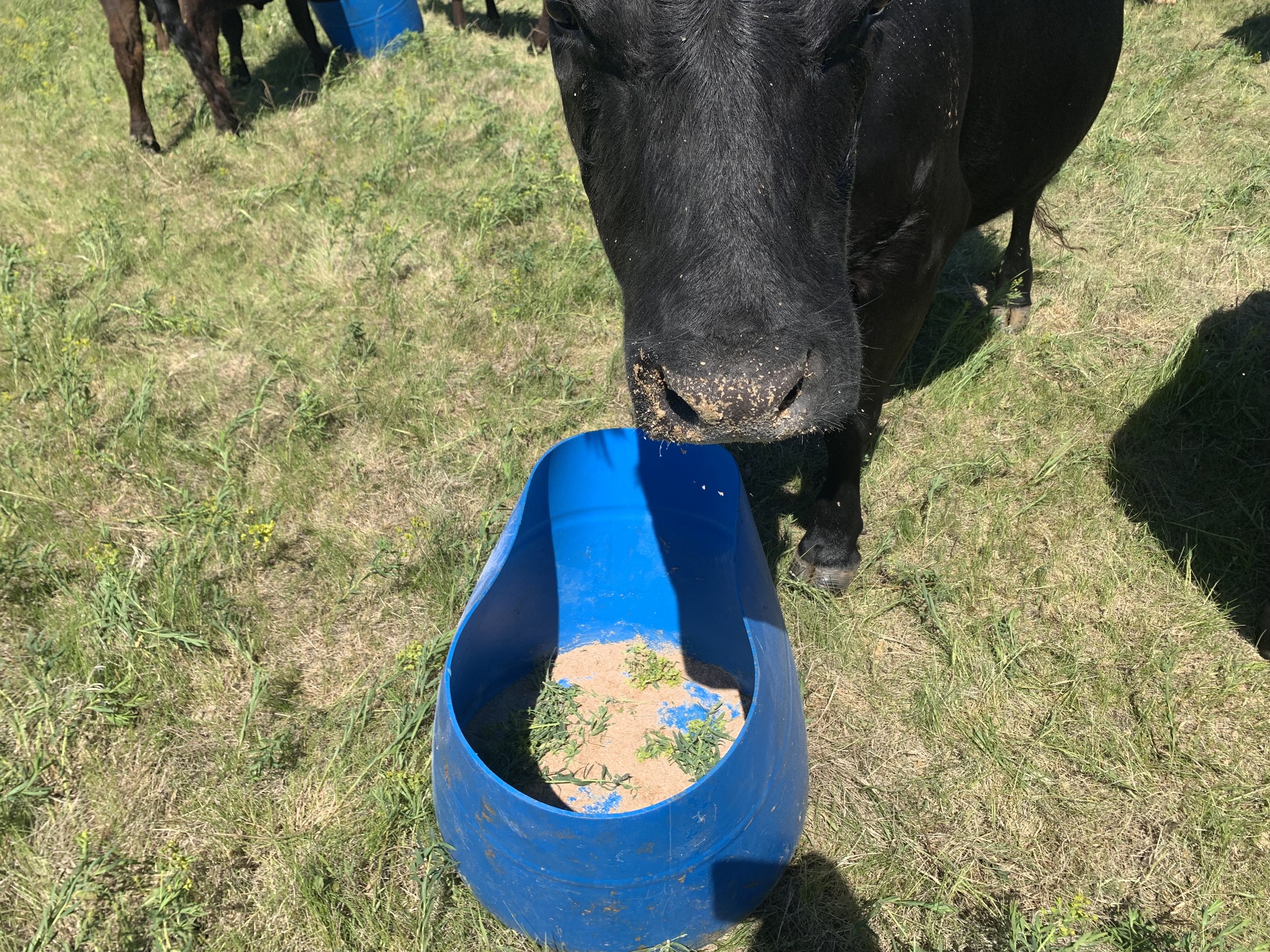 Training cows to eat leafy spurge