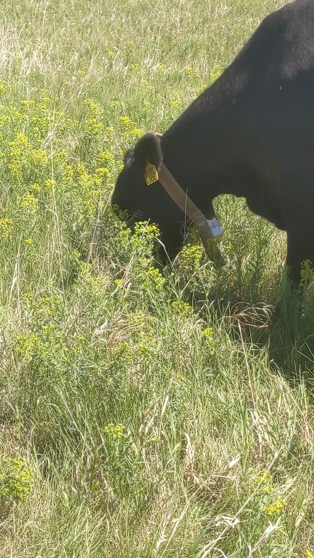 Cow grazing in a leafy spurge patch