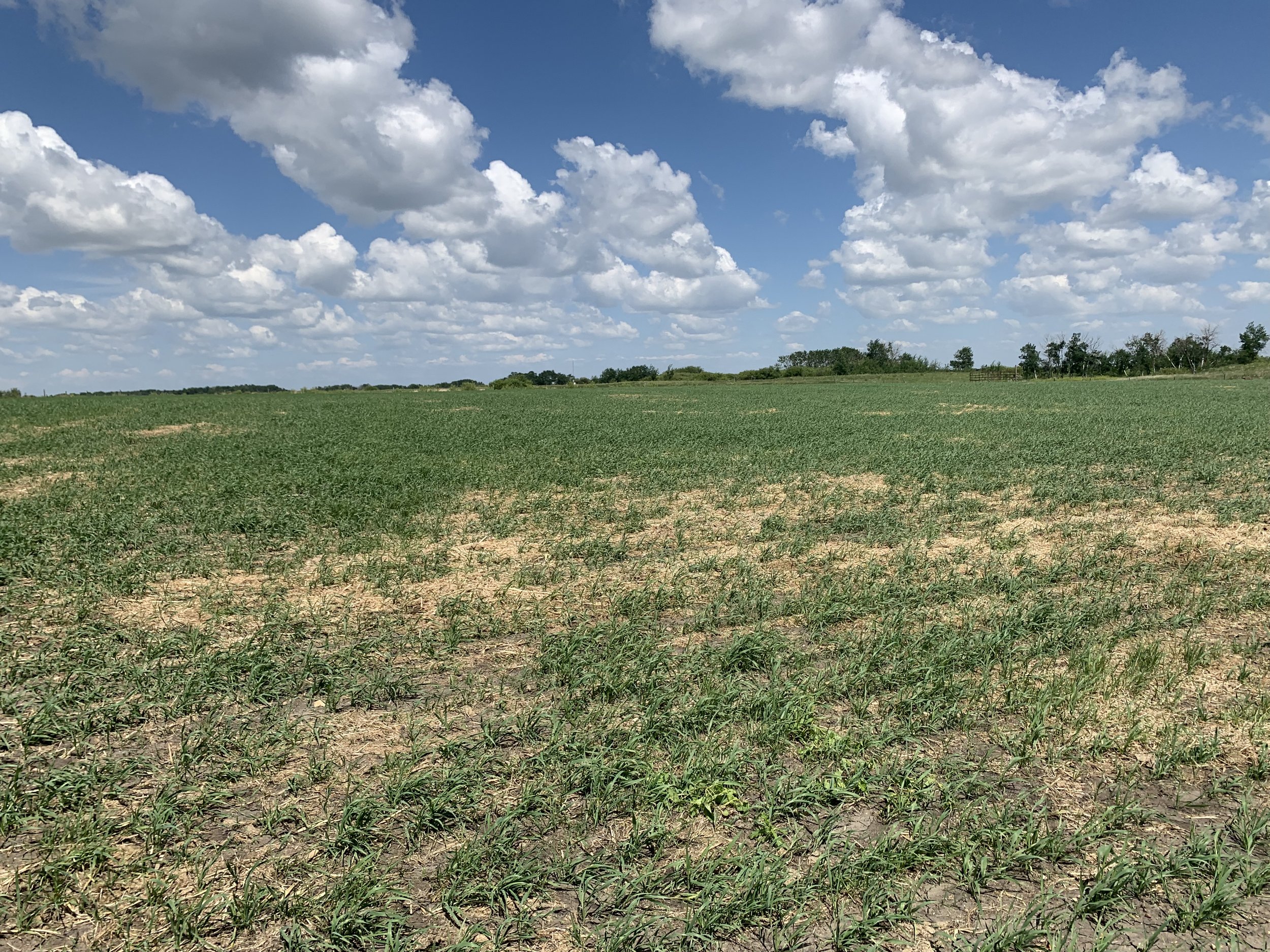 Triticale growing for swath grazing