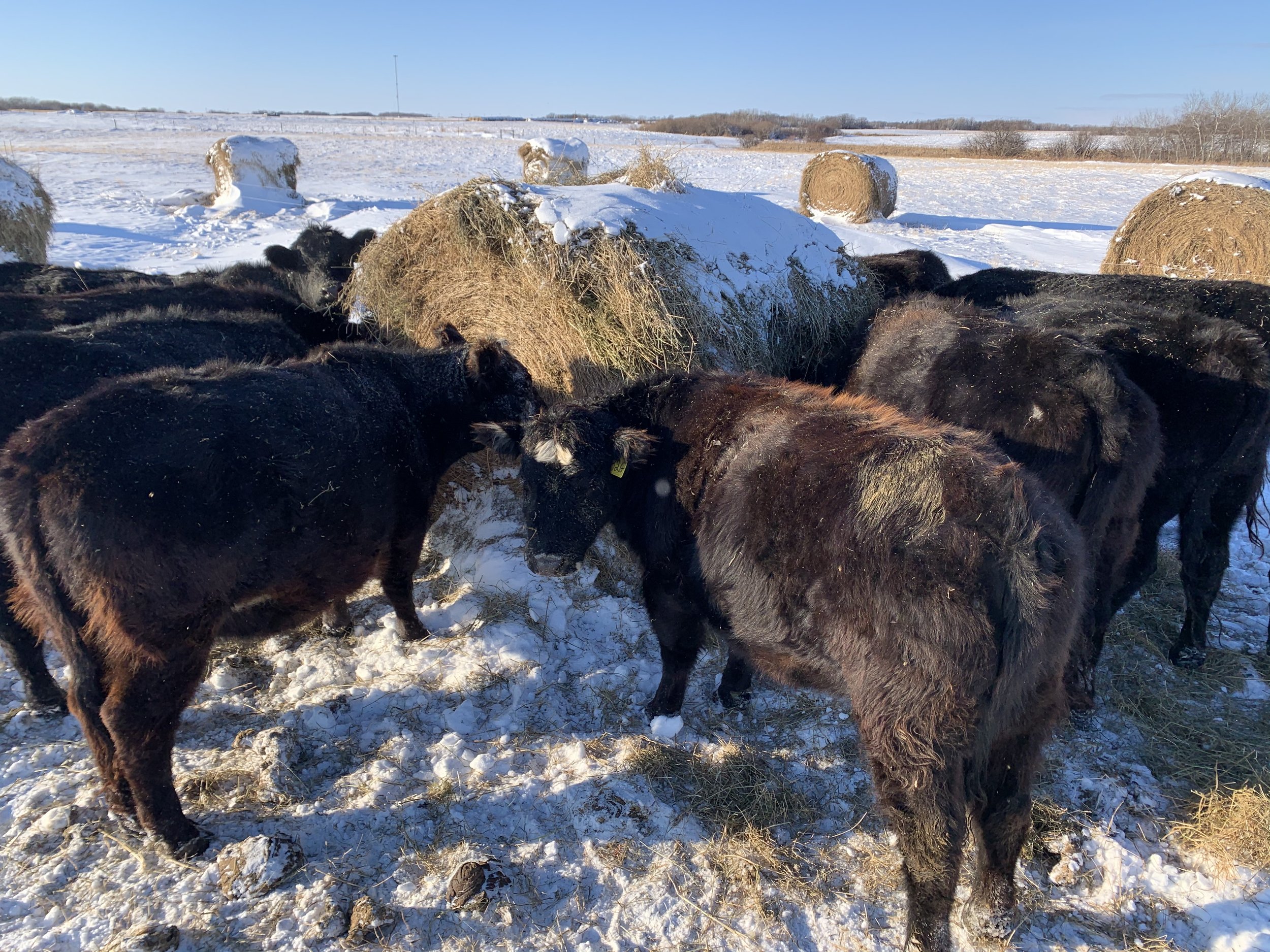 Grazing intact bales in an extensive system