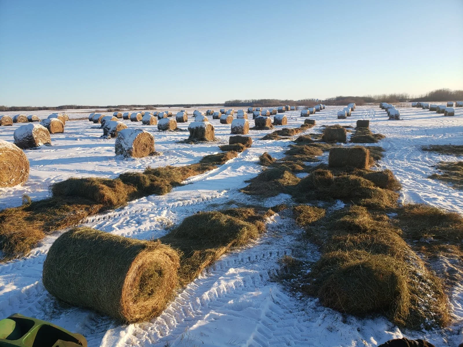 Unrolled bales for extensive feeding