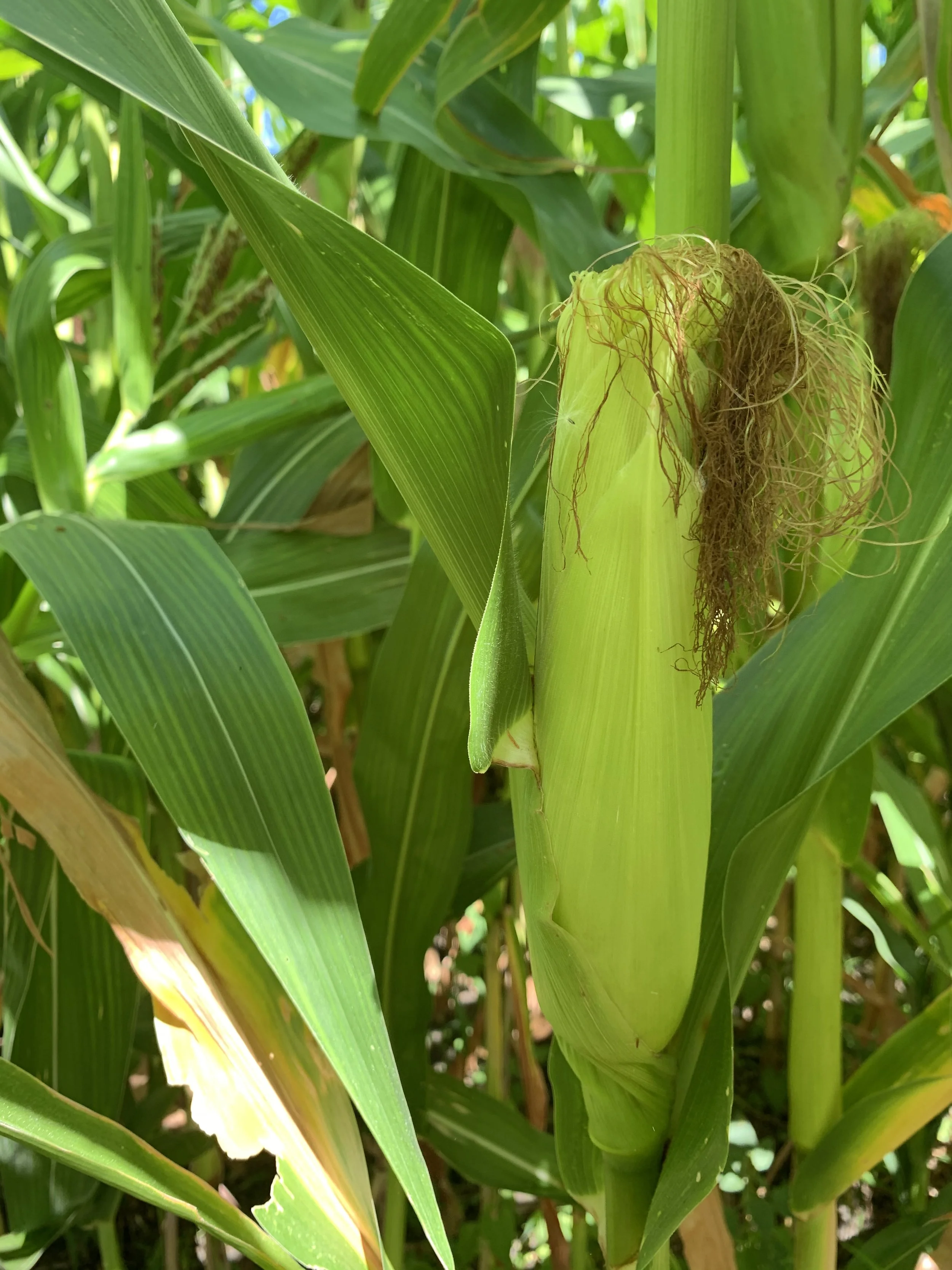 Corn growing for grazing