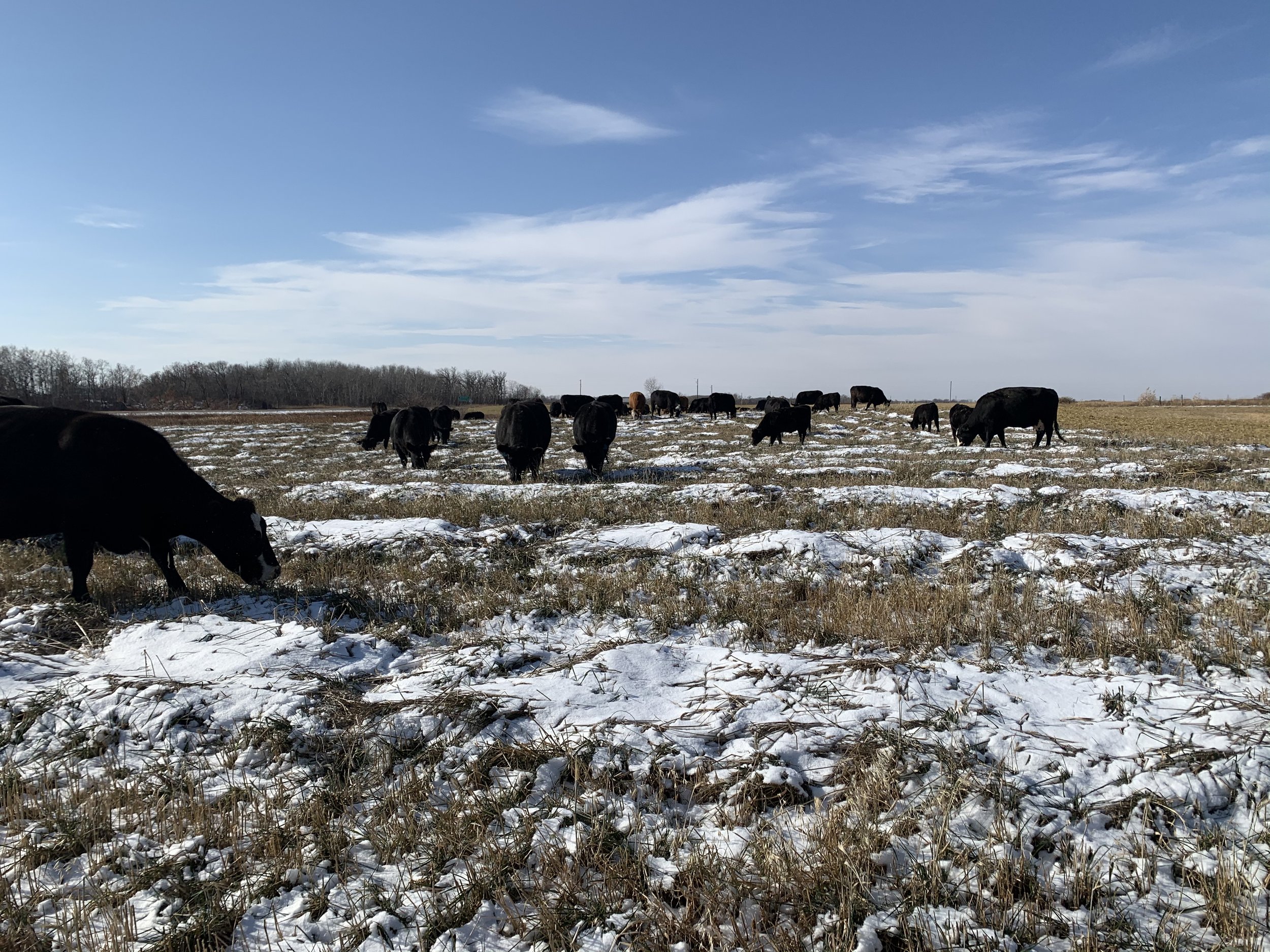 Swath grazing cattle