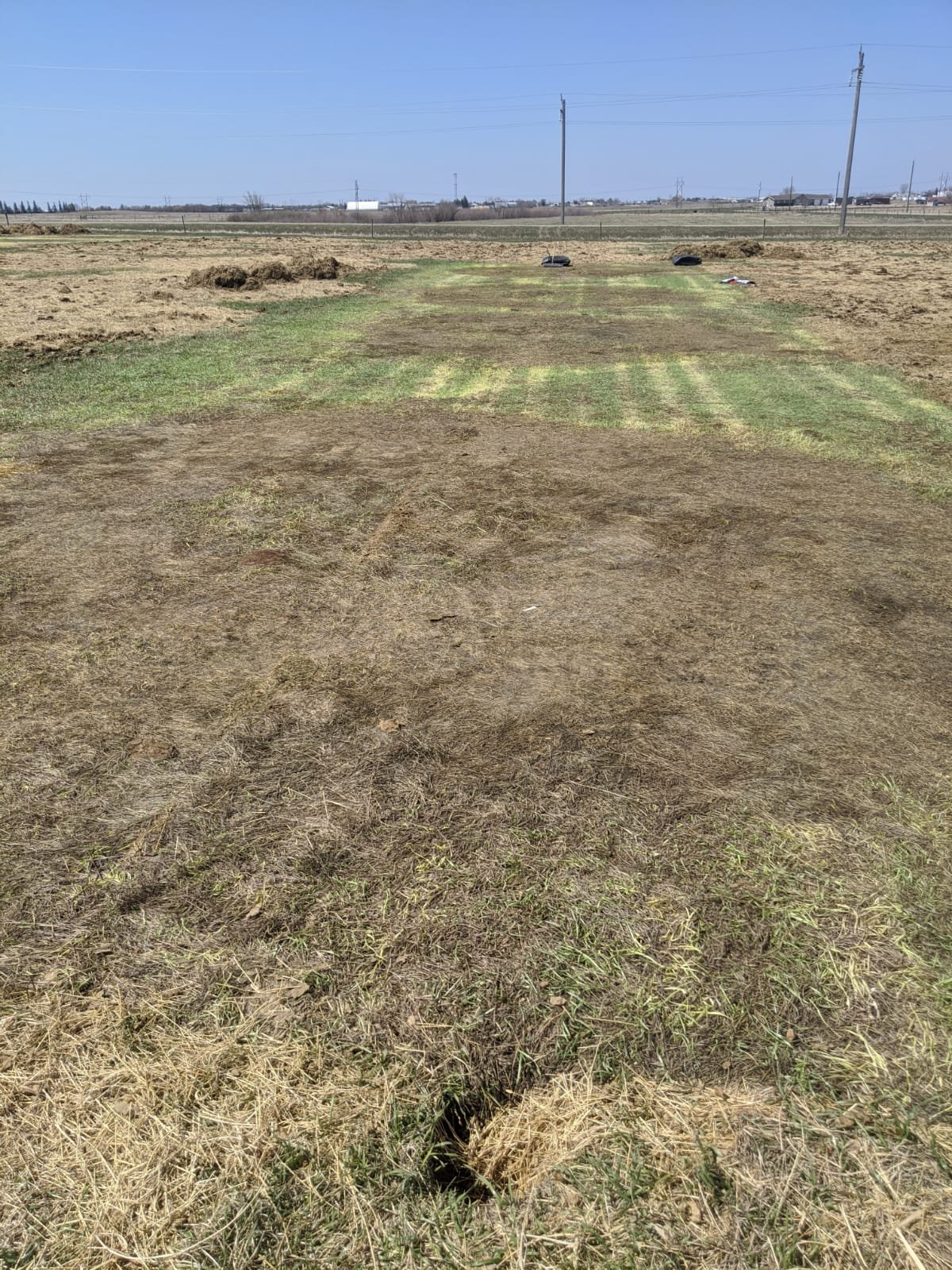 Grass immediately after tarp removal, May 16, 2020. Photo credit Leah Rodvang.