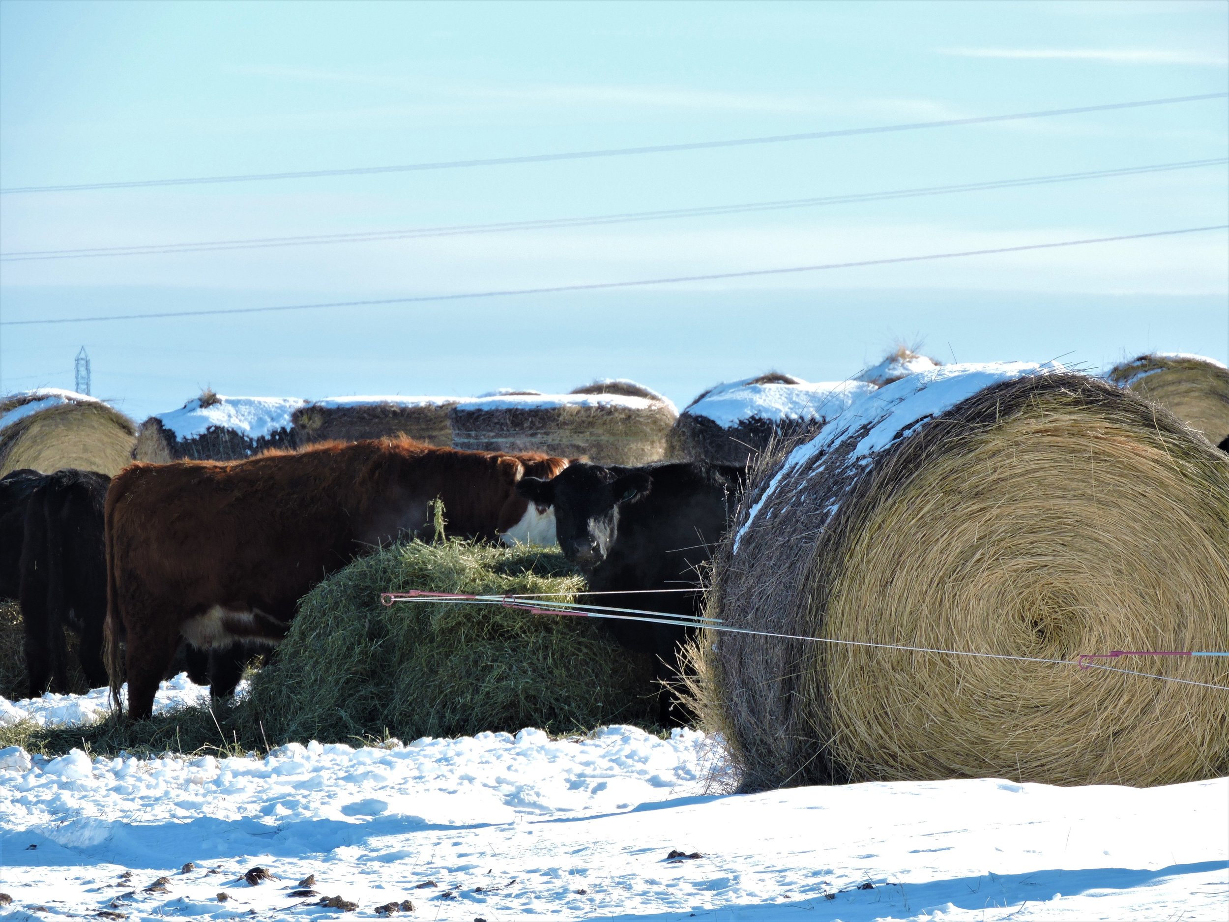 Cattle grazing pod 2, February 1, 2020. Photo credit MBFI.