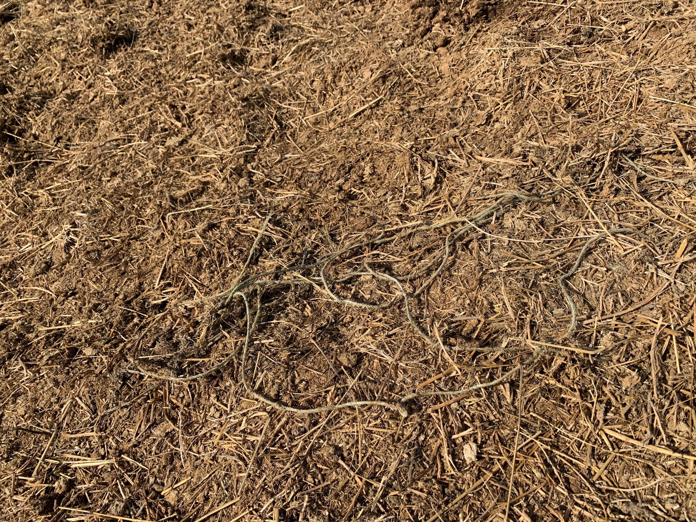 Sisal twine remaining in the bale residue. April 24, 2020. Photo credit MBFI.