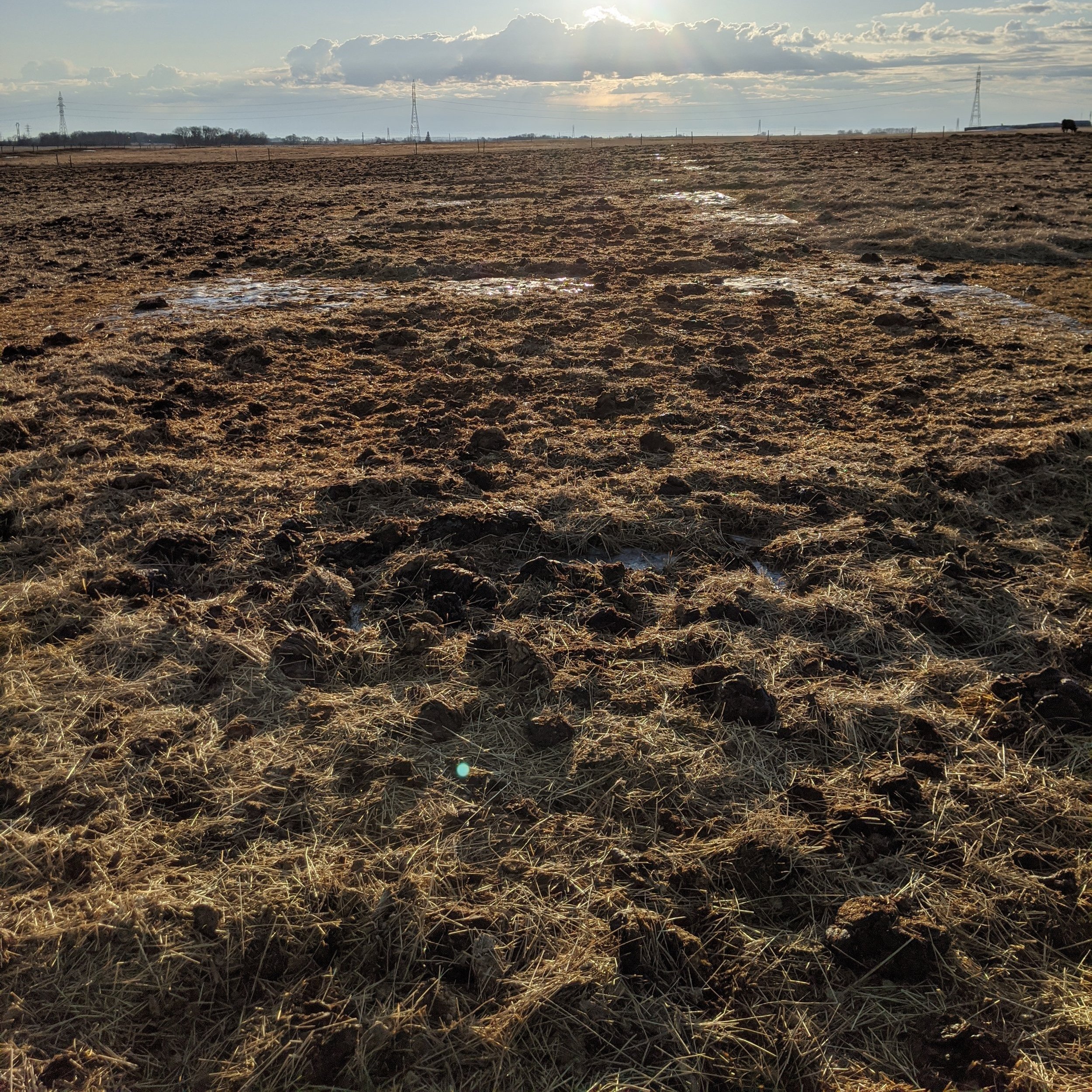 Bale residue Pod 3, March 31, 2020. Photo credit Leah Rodvang.