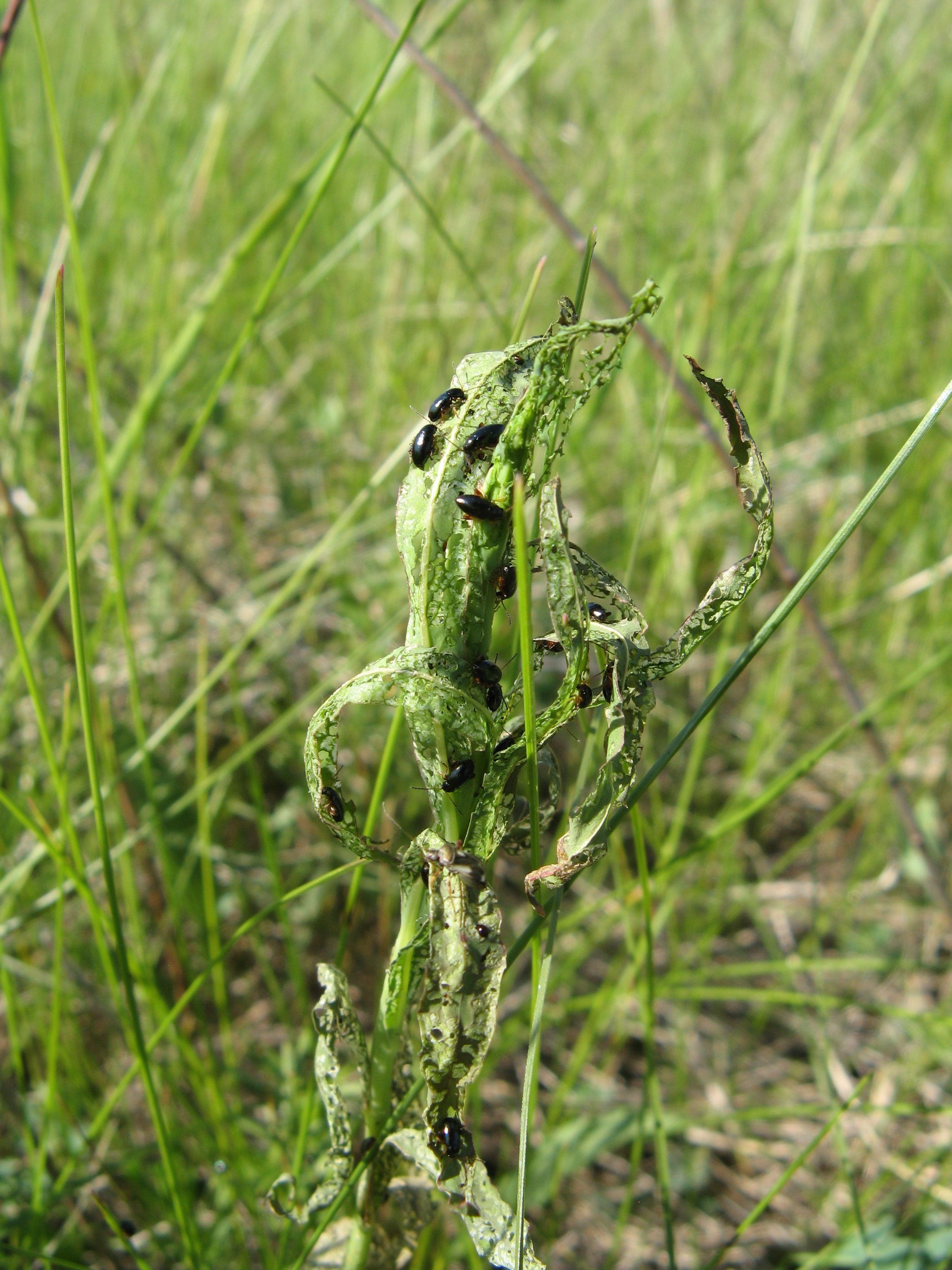 Leafy Spurge Flea Beetles