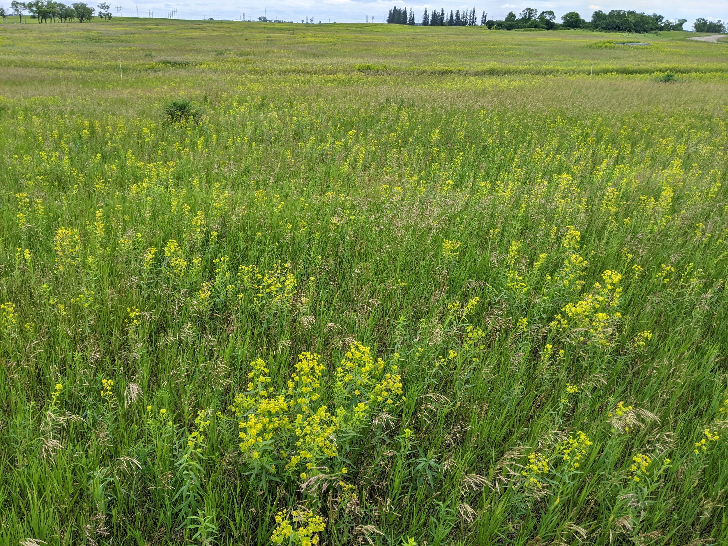 Conventional plot three summers following treatment application