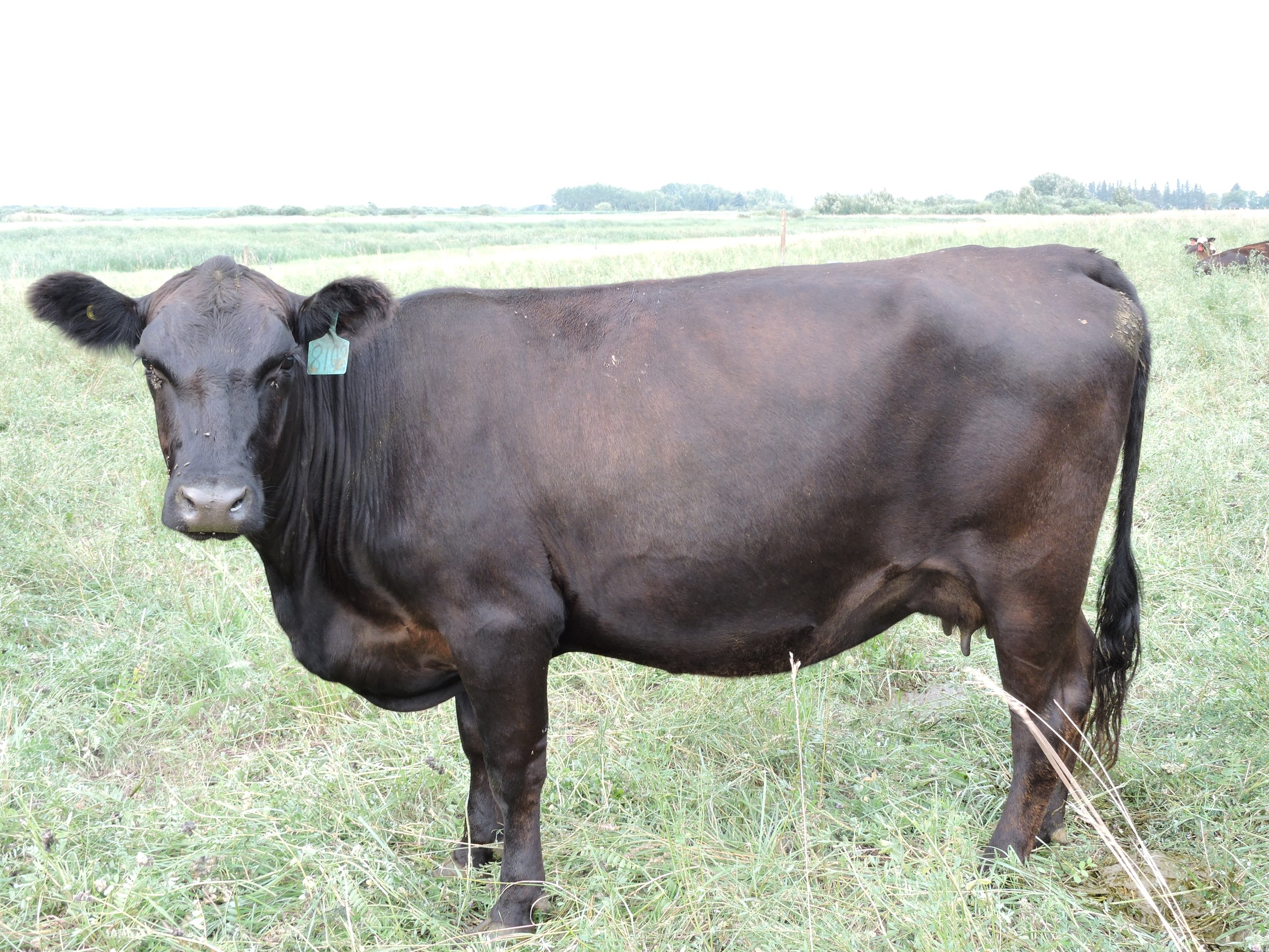 Example picture of a cow from the group consuming Altosid IGR through their mineral.