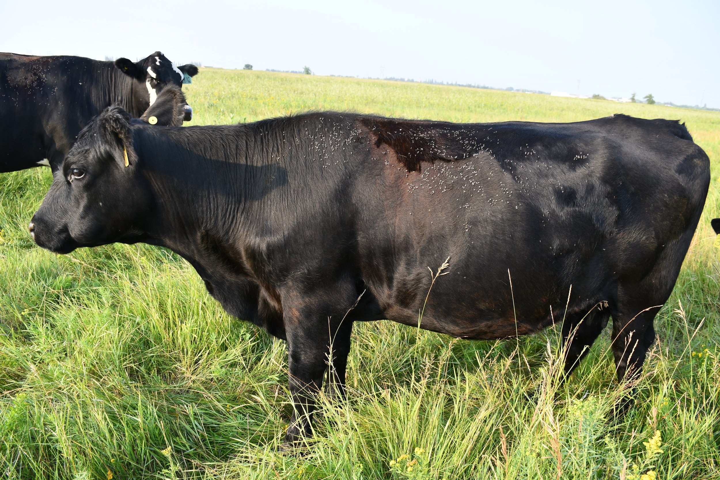Example picture of a cow from the control group (no Altosid).