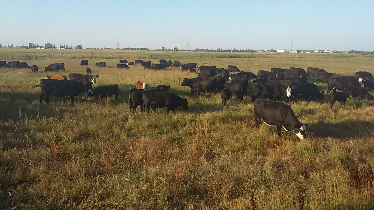Cattle grazing in the wet meadow; treatment is high density grazing, late season.