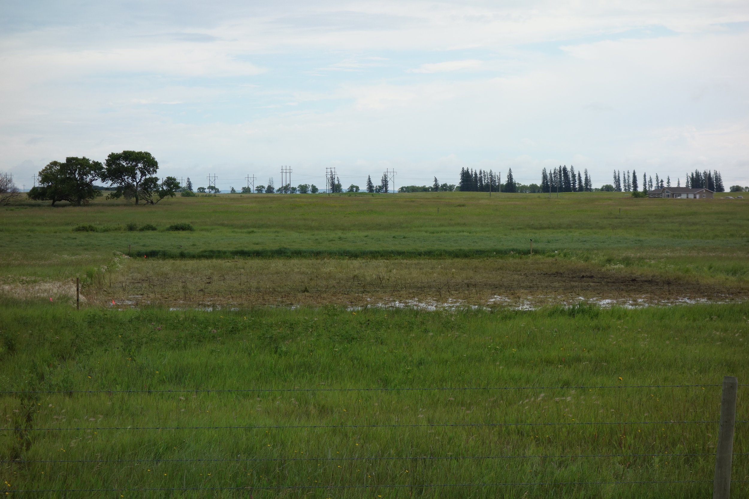 Wet meadow after grazing; treatment shown is high density grazing, early season