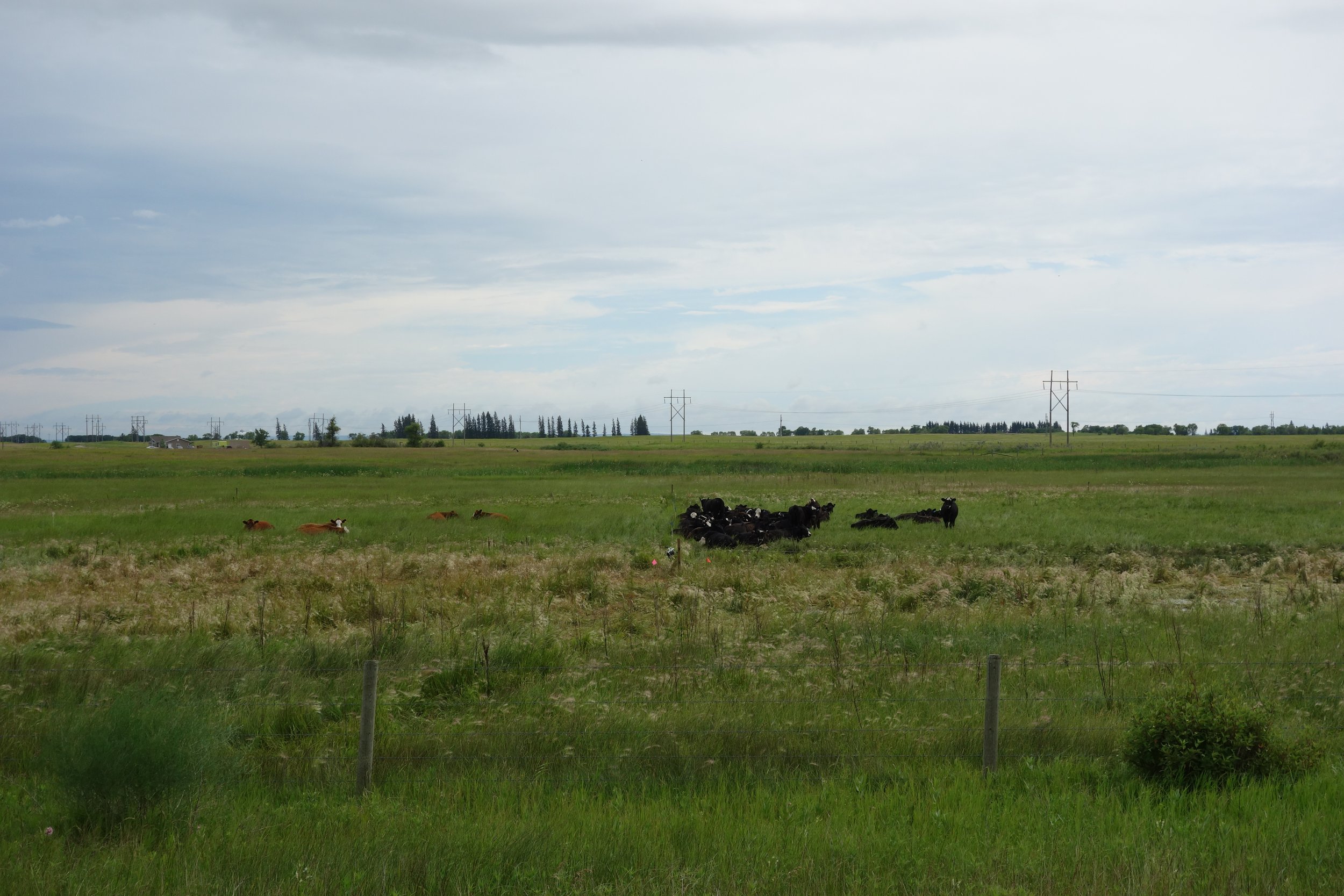 Cattle grazing early season. Left: low density treatment. Right: high density treatment.