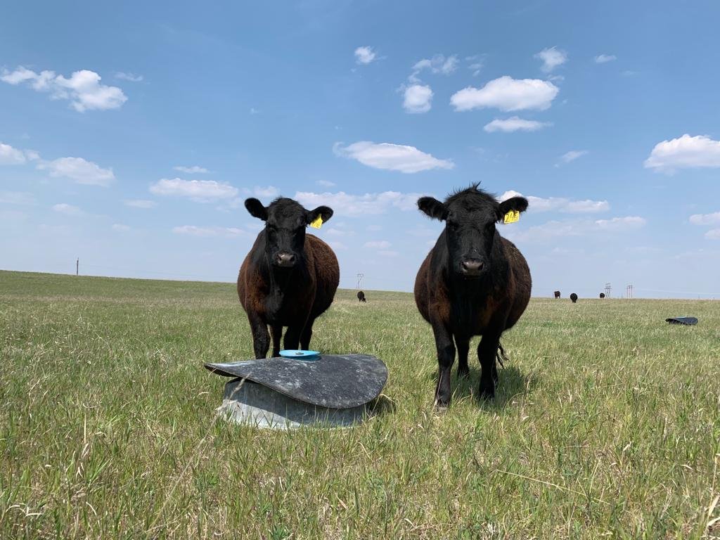 Cattle at mineral tubs