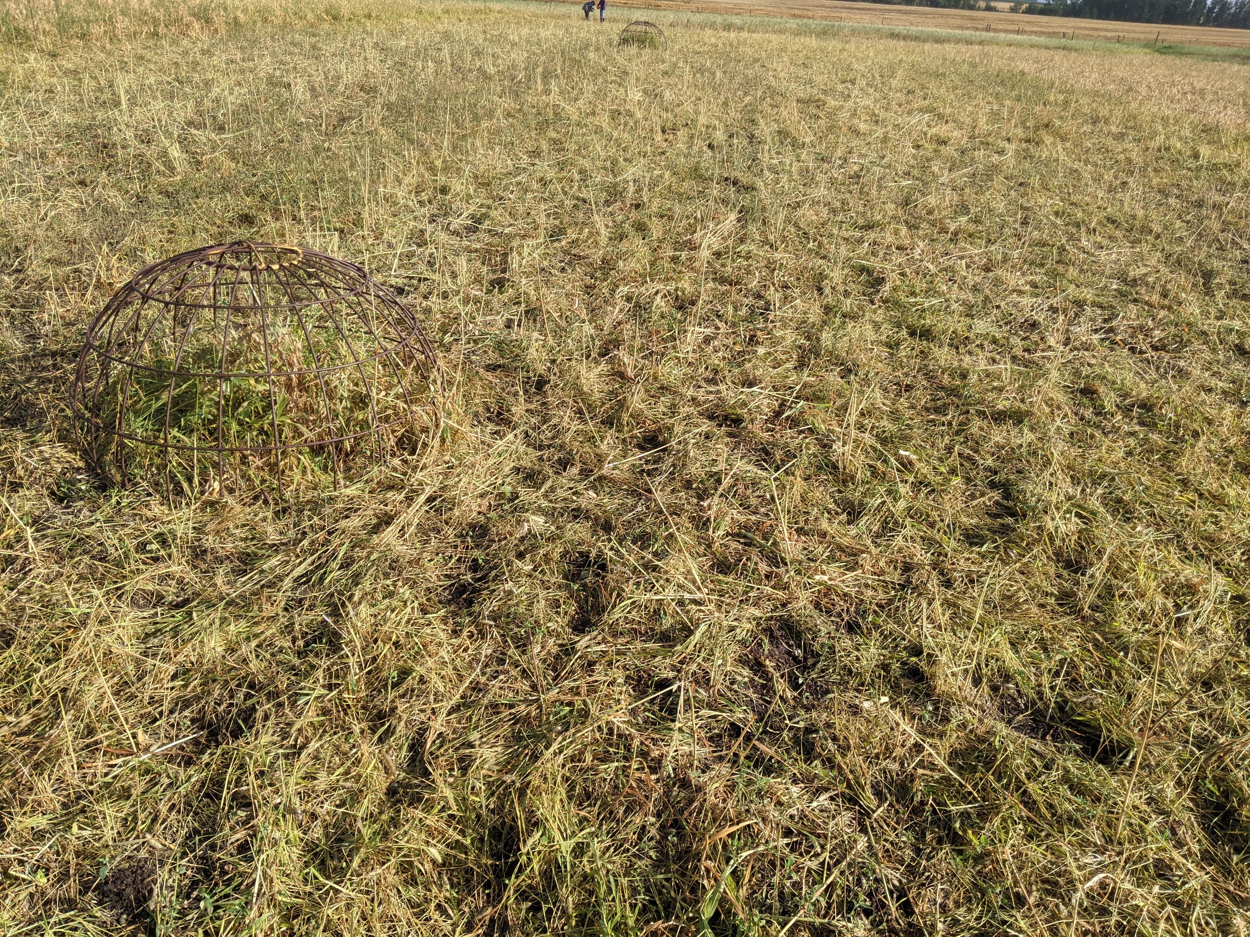 Residue after grazing