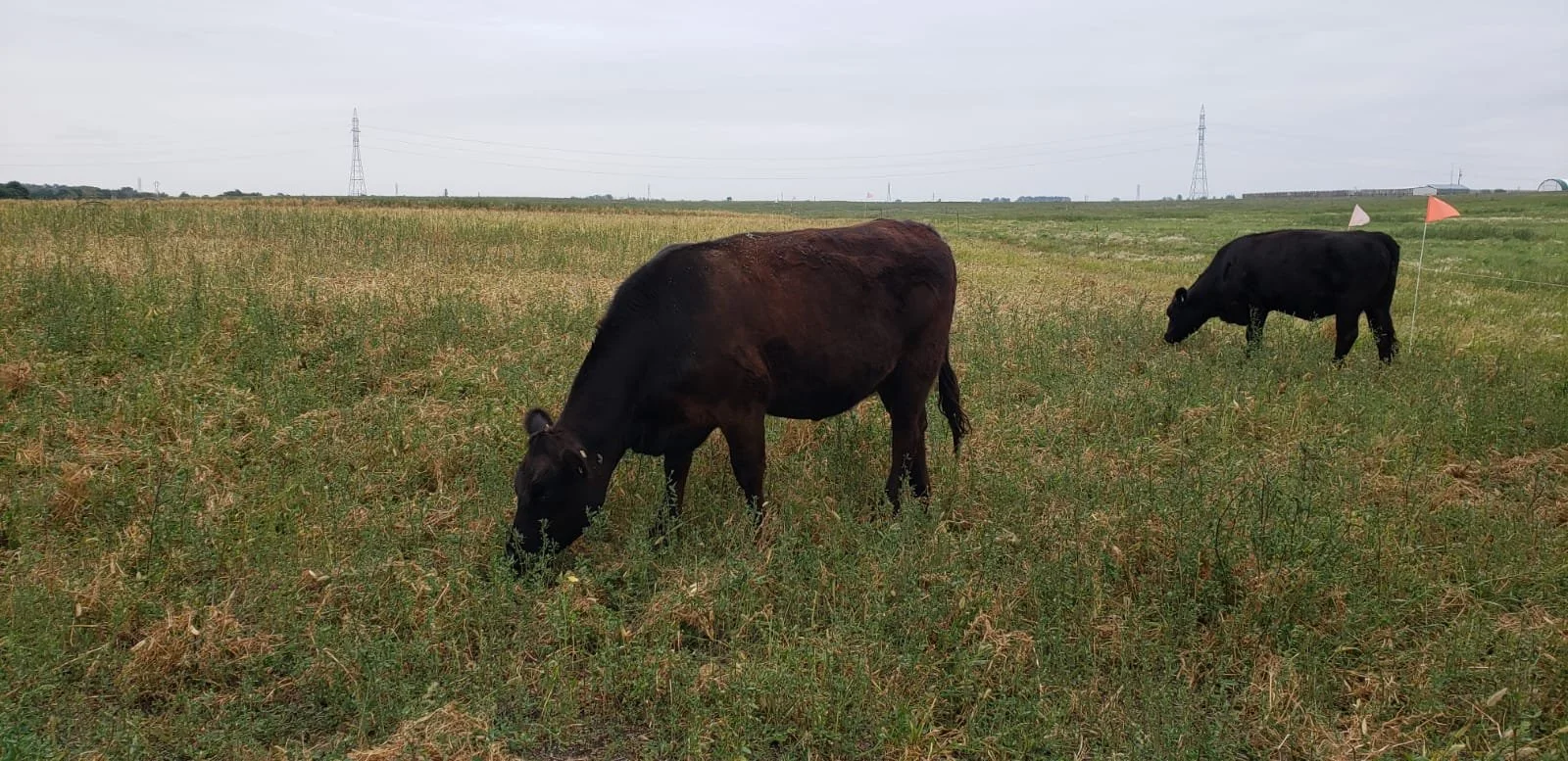 Beef Crops Grazing Cover Crops — Manitoba Beef & Forage Initiatives