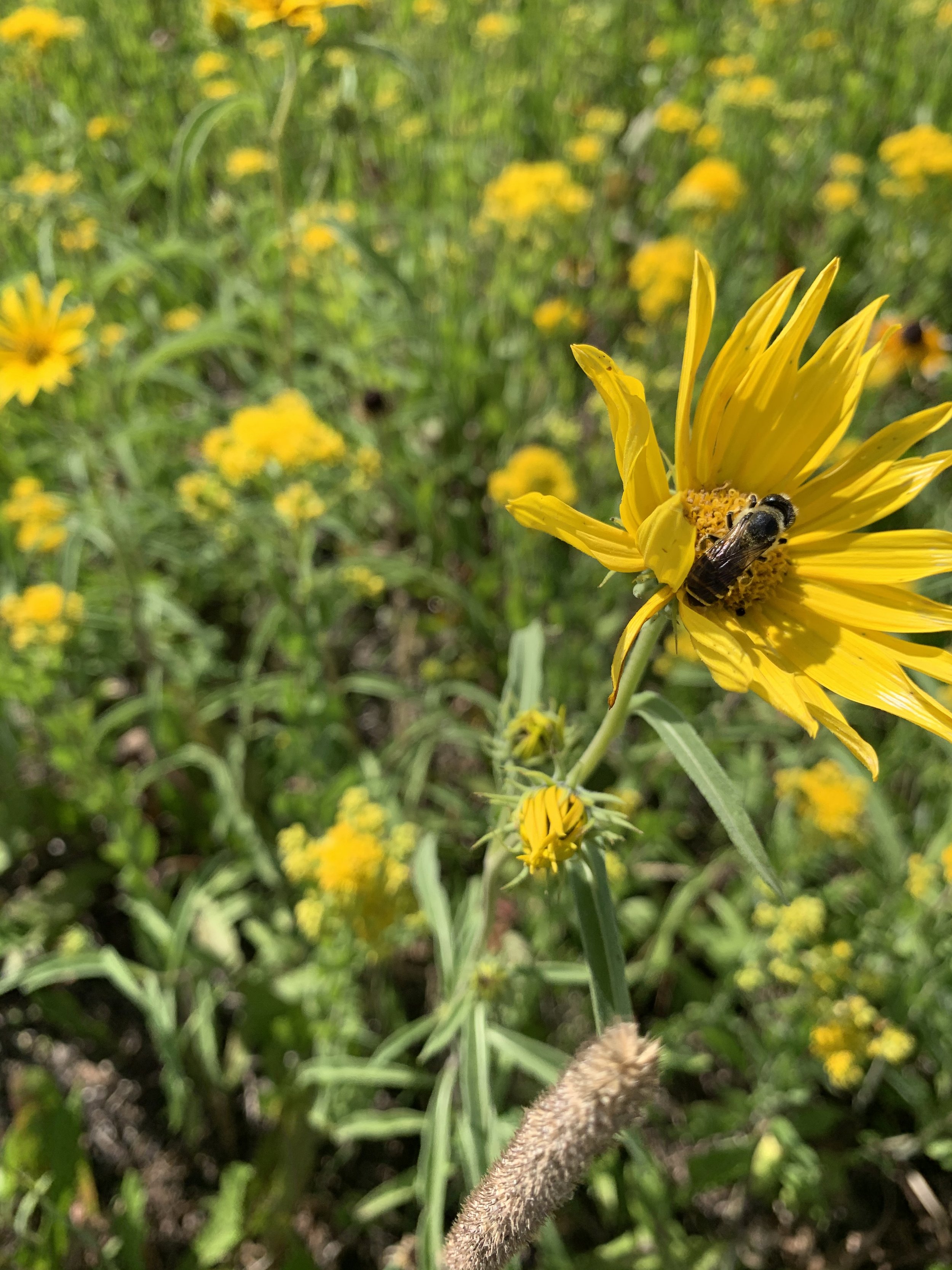 Pollinators enjoying established wildflowers