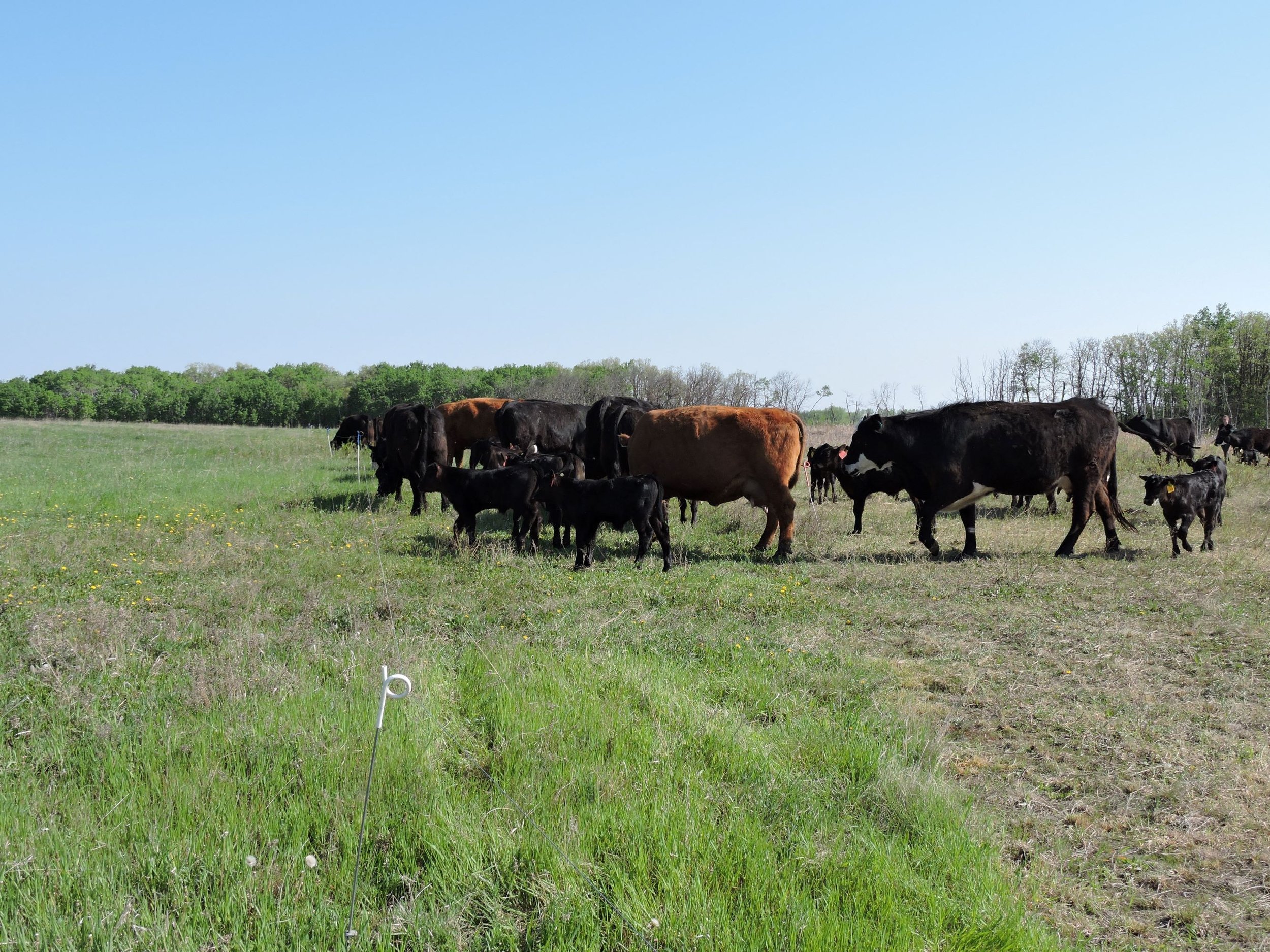 Cattle on the planned grazing treatment