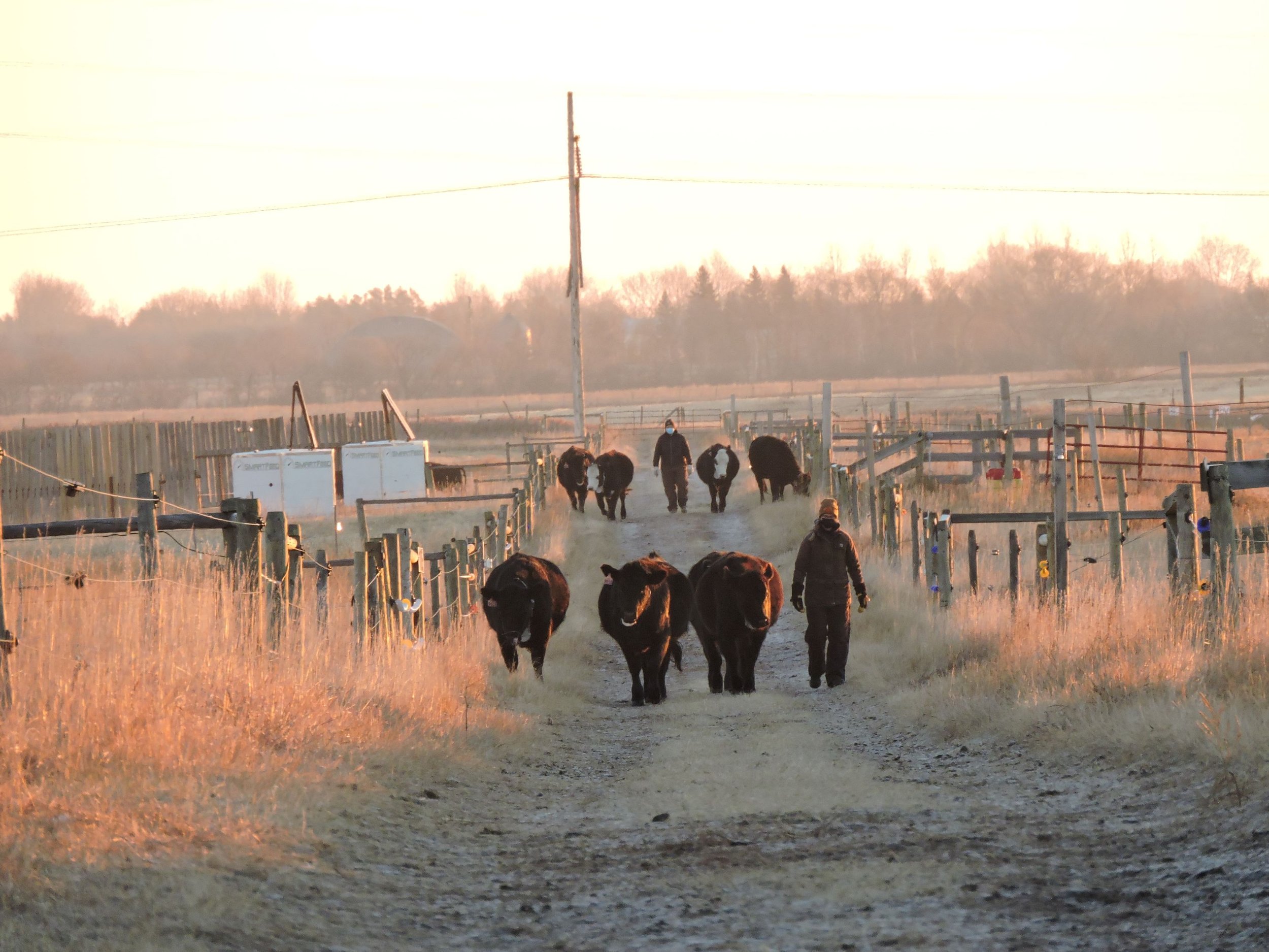 Walking heifers in from the pasture with Smart Feed Pro on the left
