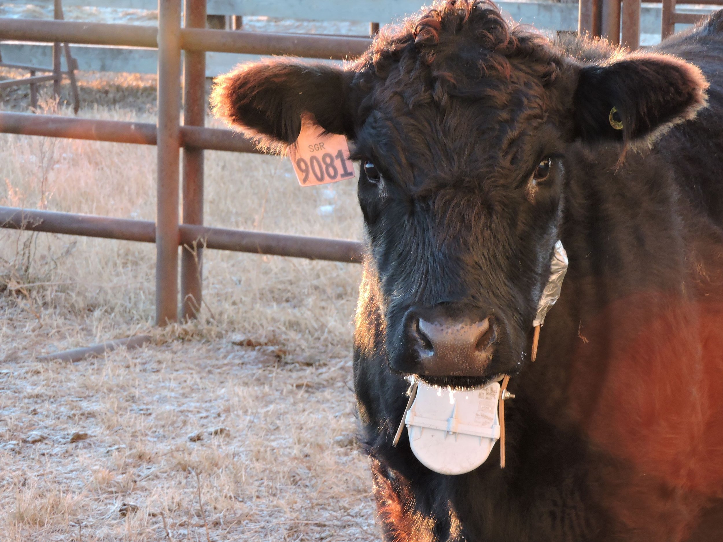 Heifer with a GPS collar and pedometer