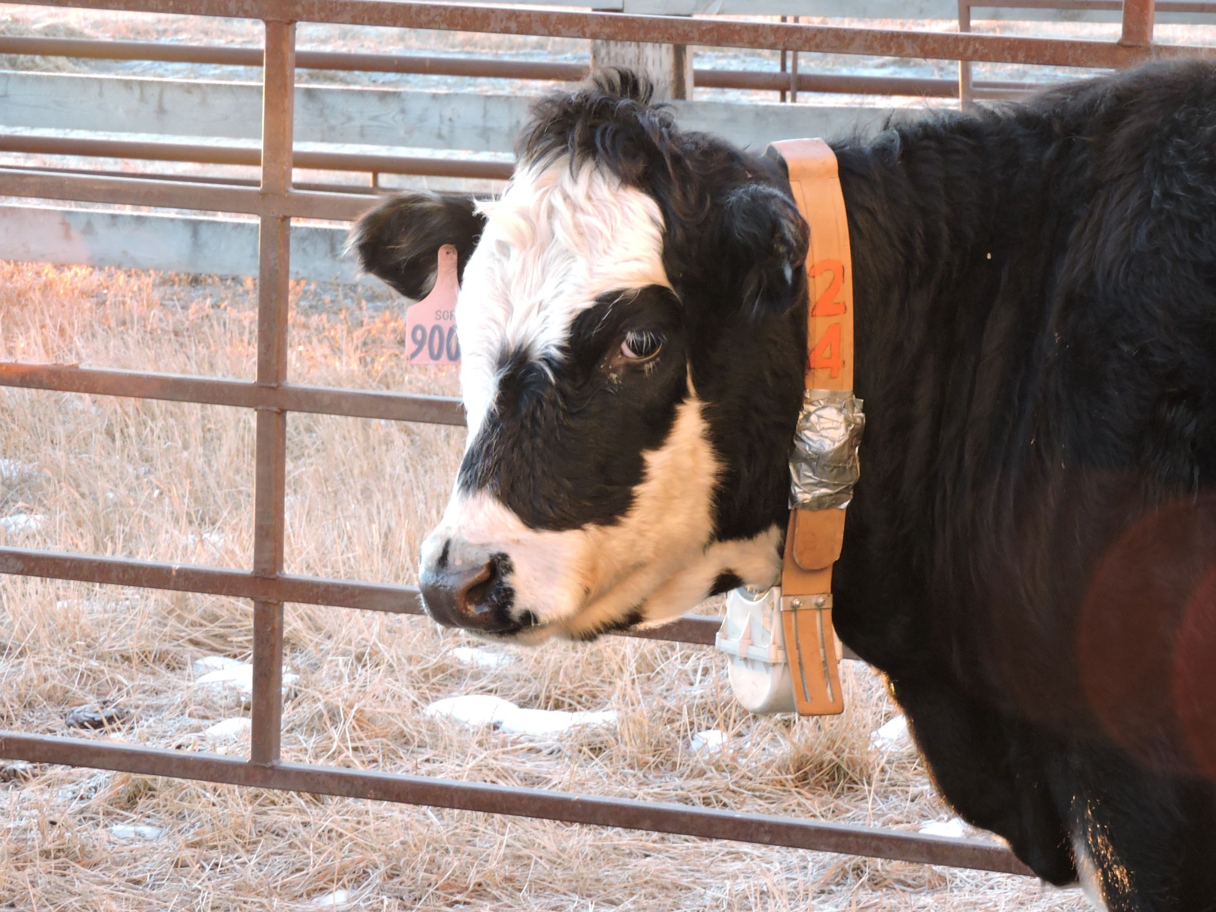 Heifer wearing a collar with GPS and pedometer