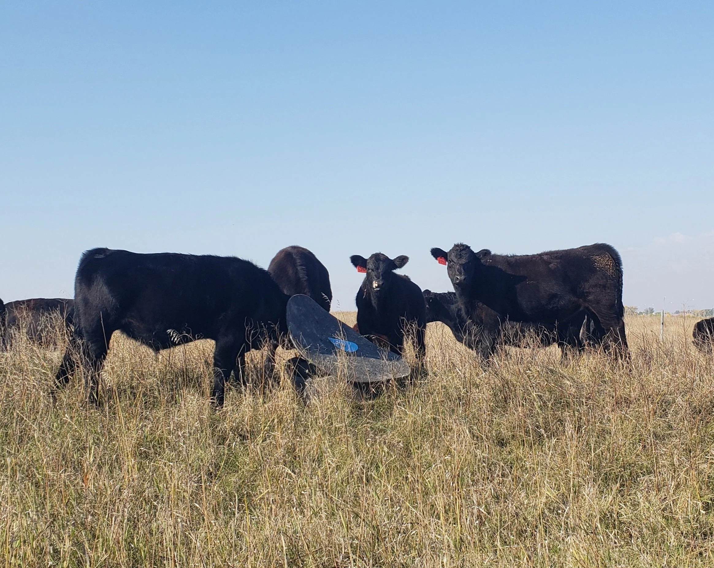 Calves at a mineral tub