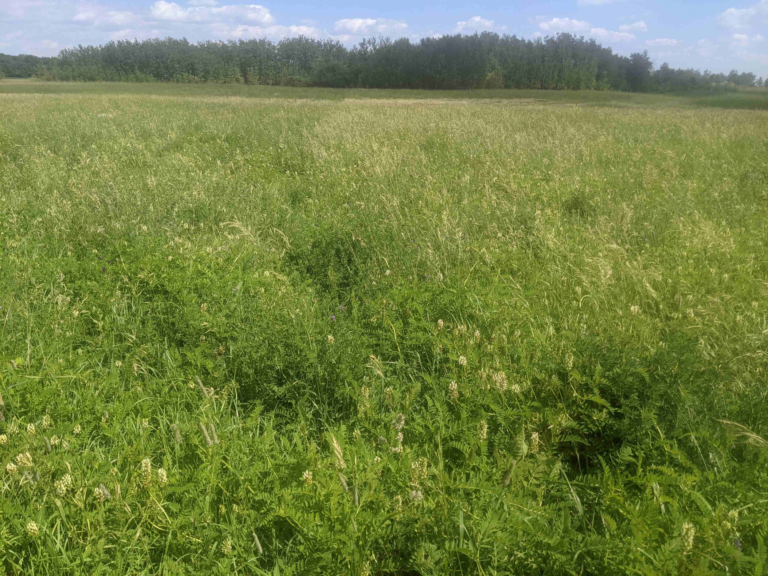 Pasture regrowth one month after grazing. Left: 80% utilization; Right: 50% utilization