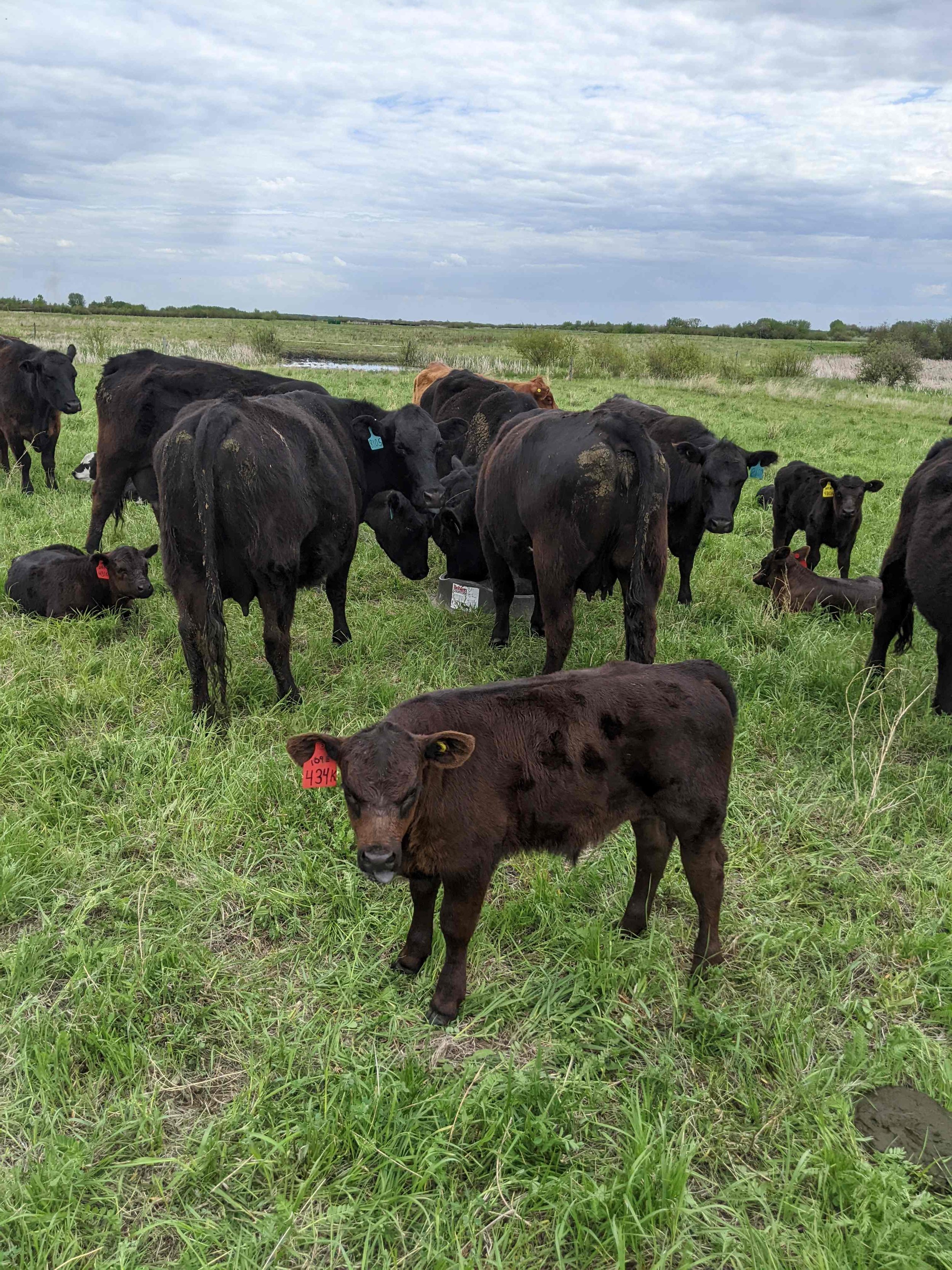 Cattle grazing an 80% utilization treatment