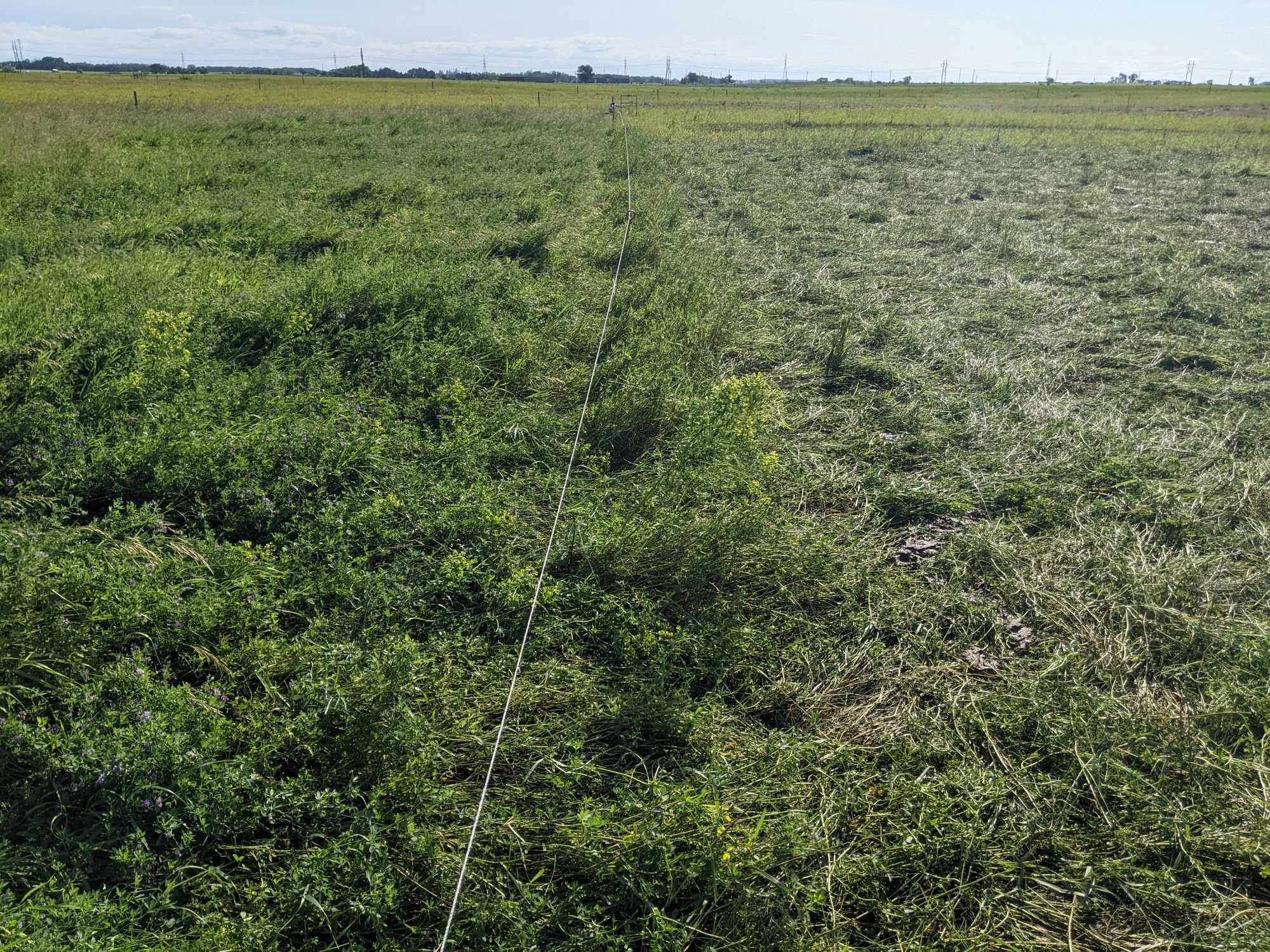 One-day duration treatment. Left has not been grazed yet, right was recently grazed