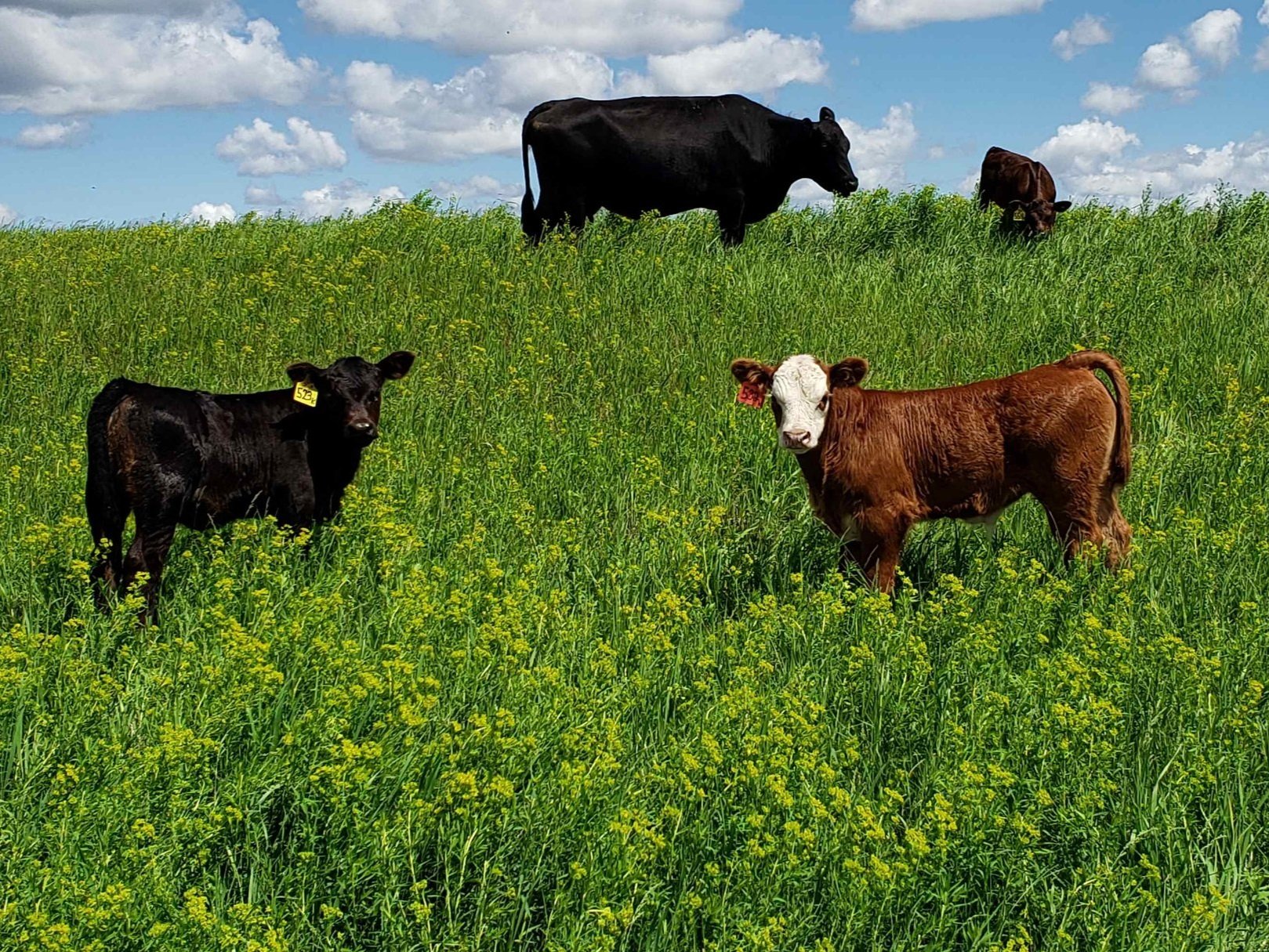 Calves grazing in multi-day treatment. Leafy spurge is abundant in both grazing systems.