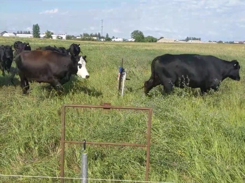 Cattle moving through an automatic gate opener to their next grazing cell