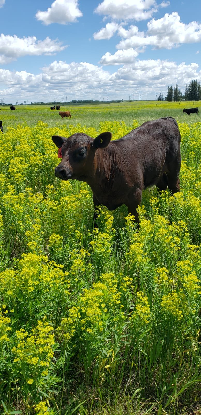 Grazing at First Street Pasture in high density of spurge