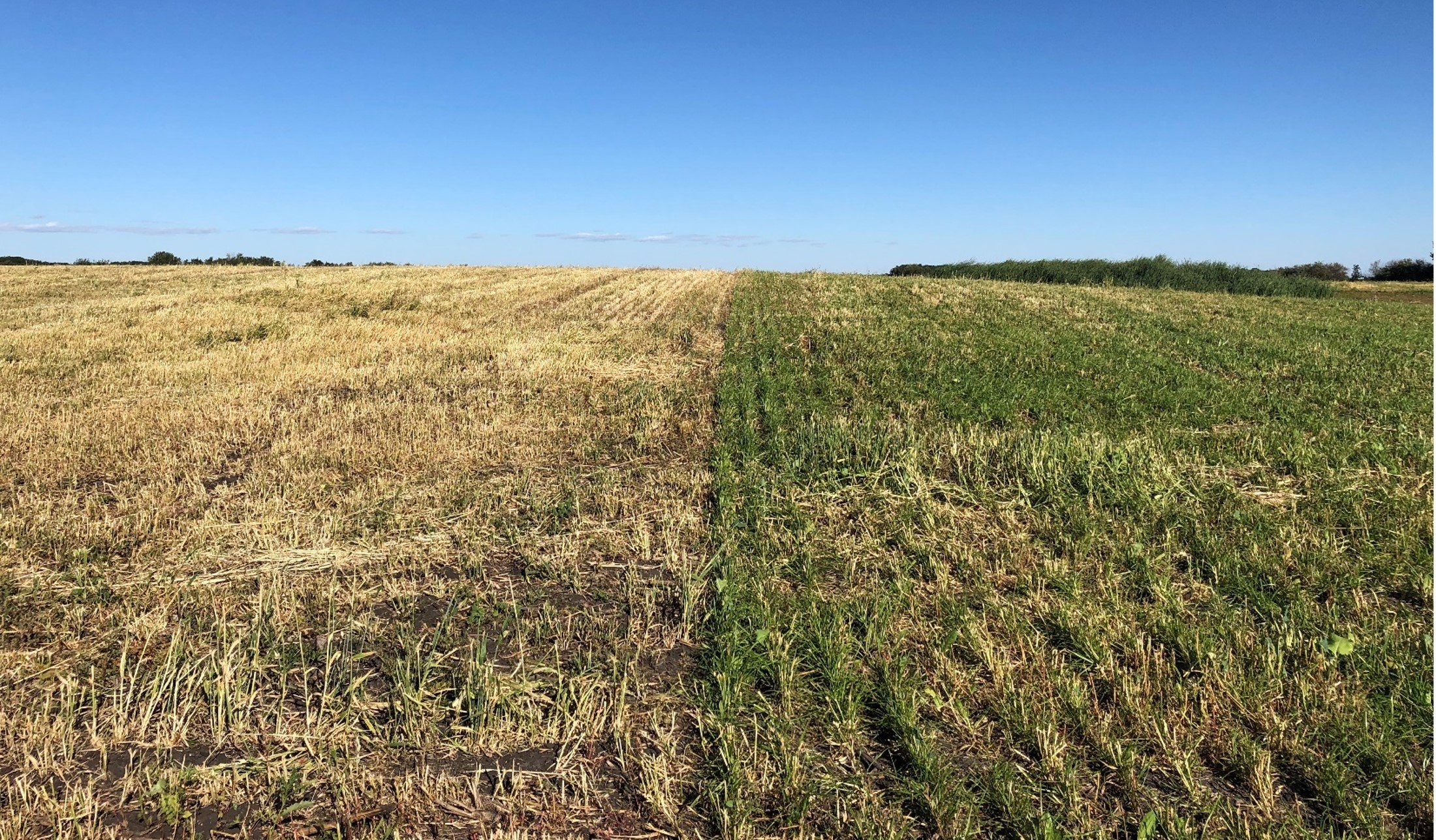 Regrowth after harvest. Left: barley monocrop; Right: barley polycrop