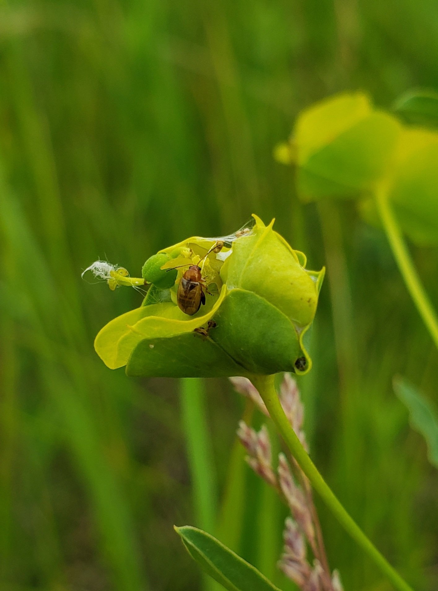 Flea beetle for biocontrol of leafy spurge