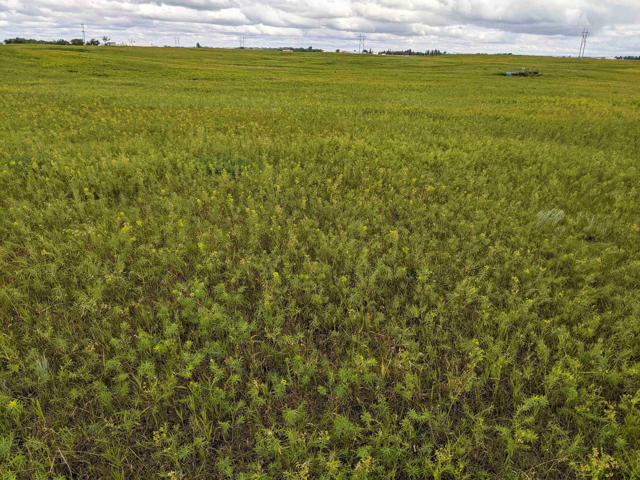 Area of high leafy spurge and low grass selected for intensive management through flea beetle biocontrol