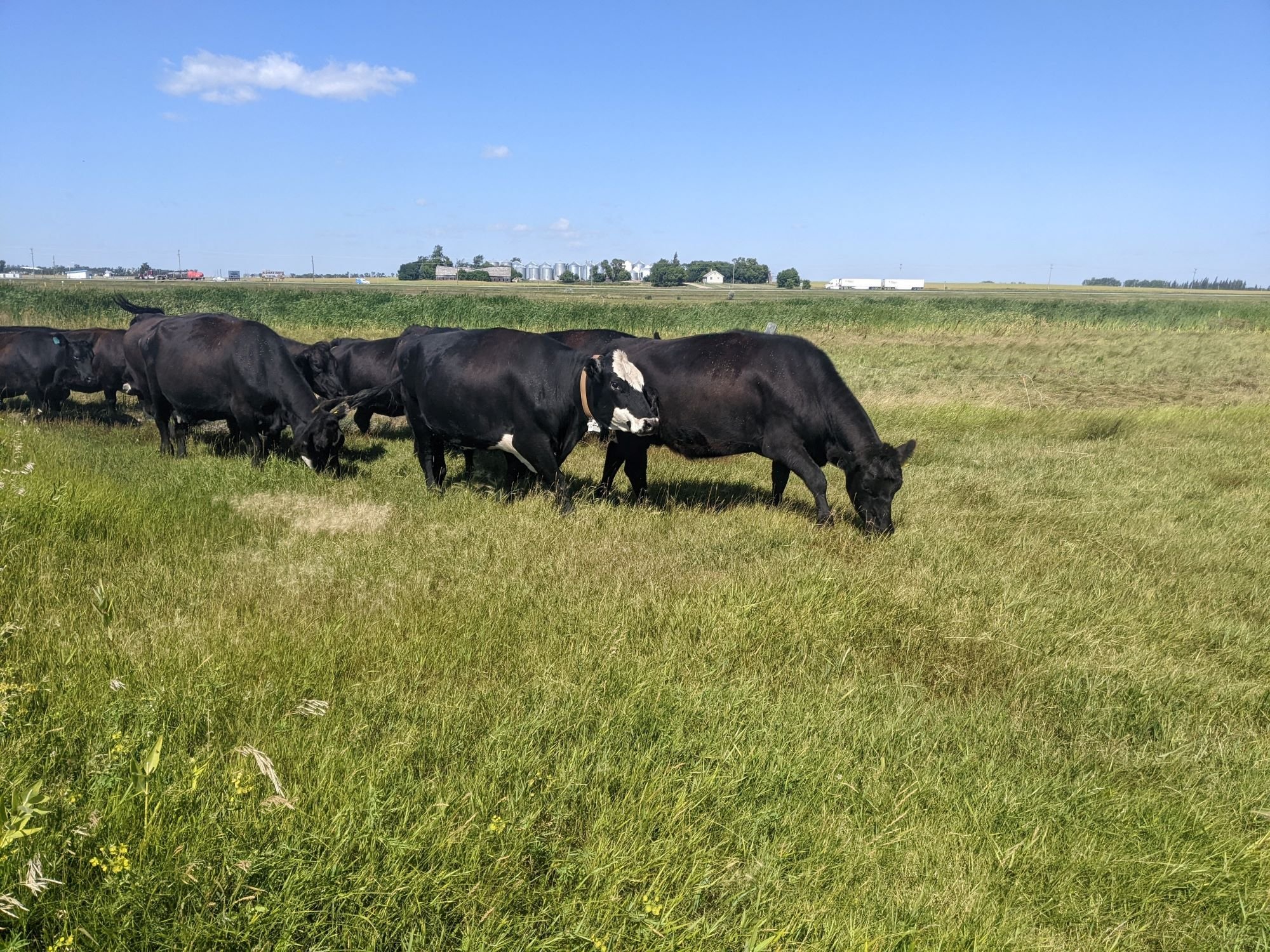 Grazing herd at First Street Pasture. One cow has a collar to collect GPS coordinates