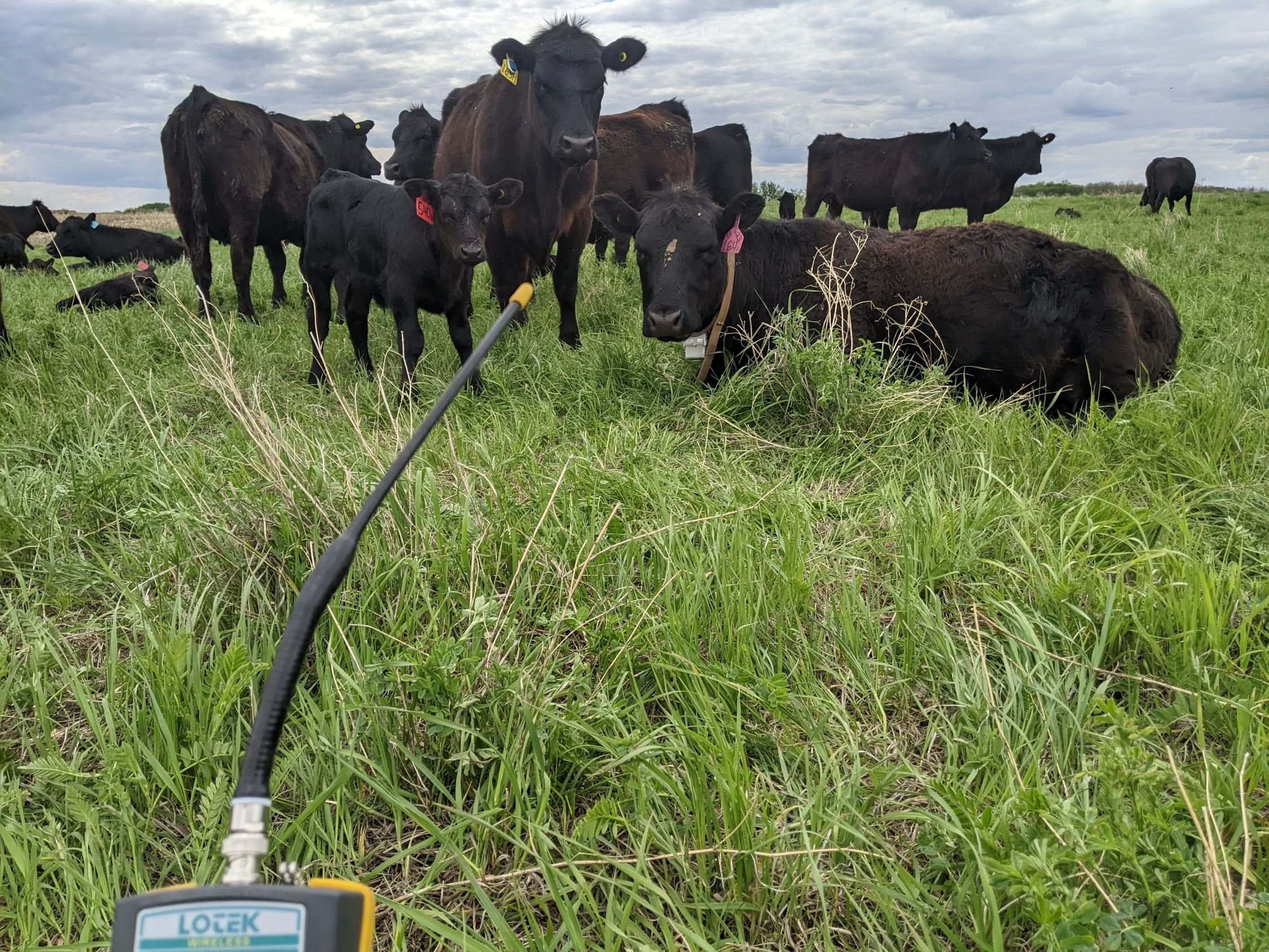 Downloading information from a GPS collar to monitor where the herd has moved in the pasture
