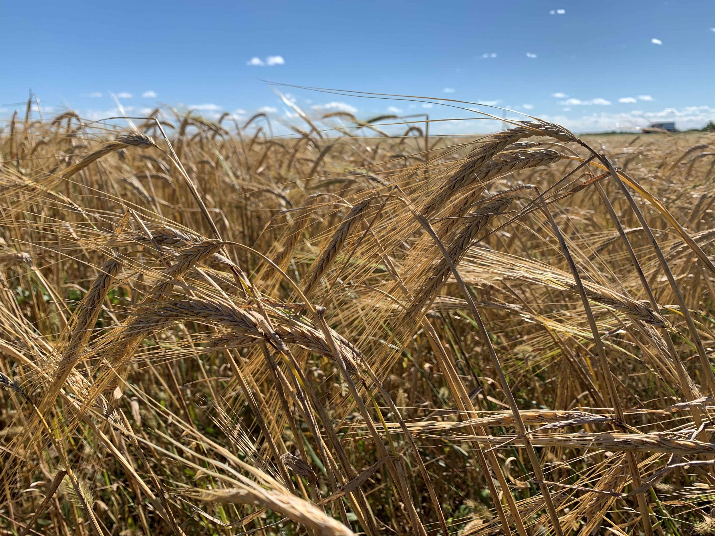Barley pre-harvest