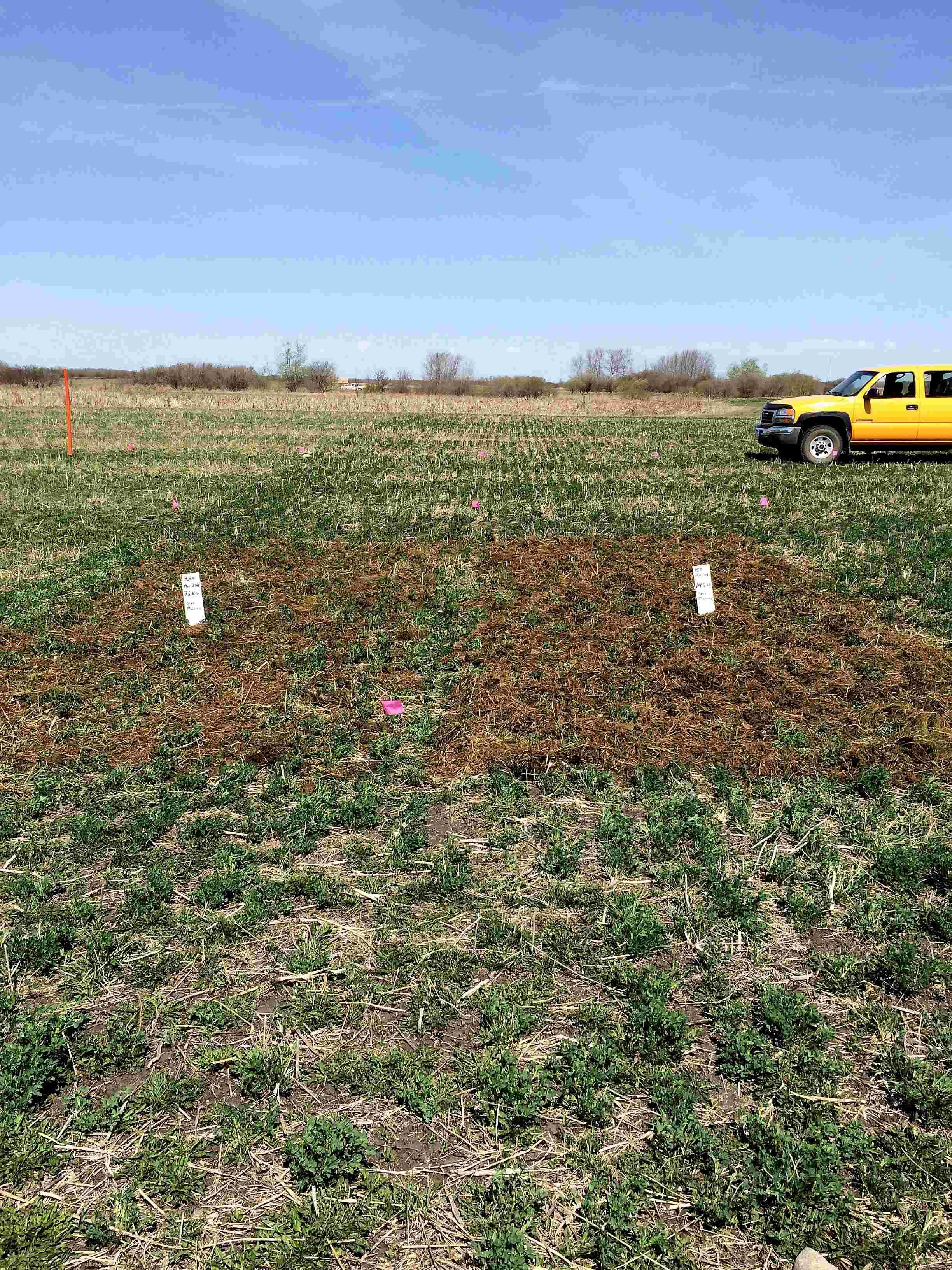 Comparison of 15 tonnes (left) and 30 tonnes (right) of manure applied