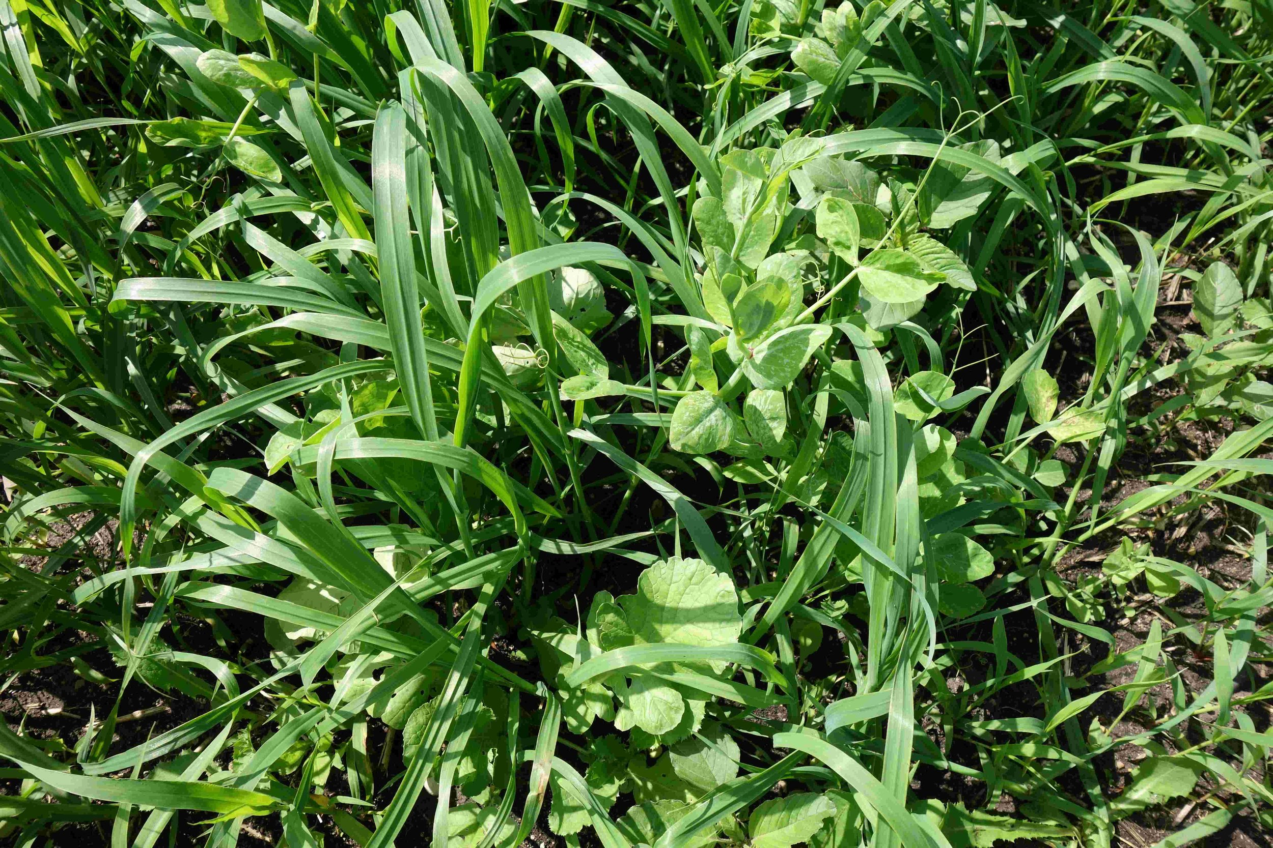 Poly Cropping Polycrop Demo — Manitoba Beef & Forage Initiatives