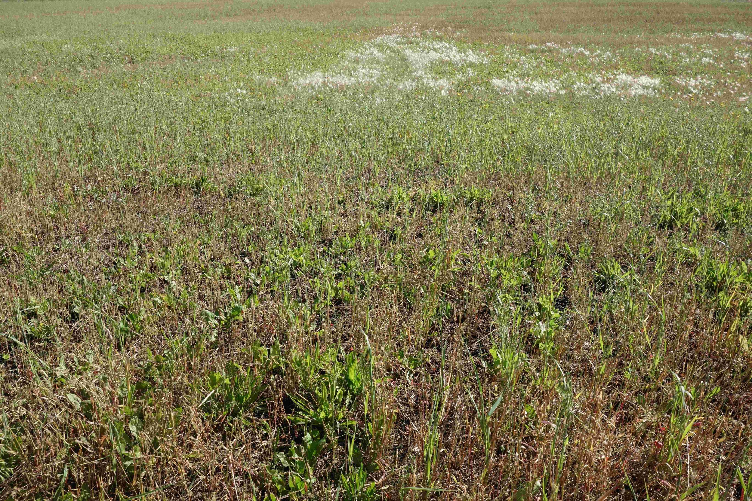 Chicory regrowth after harvest