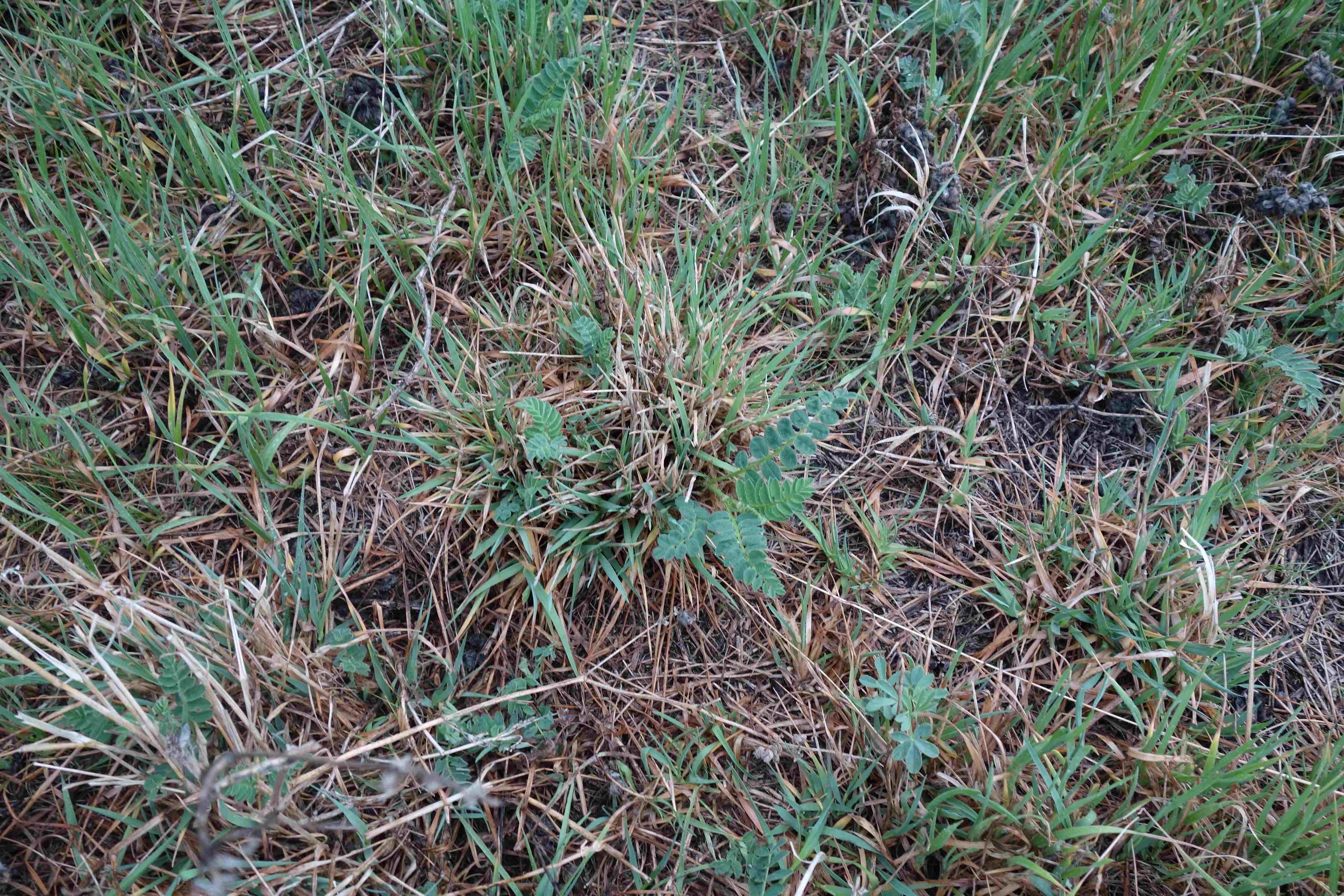 Cicer milkvetch growth early spring