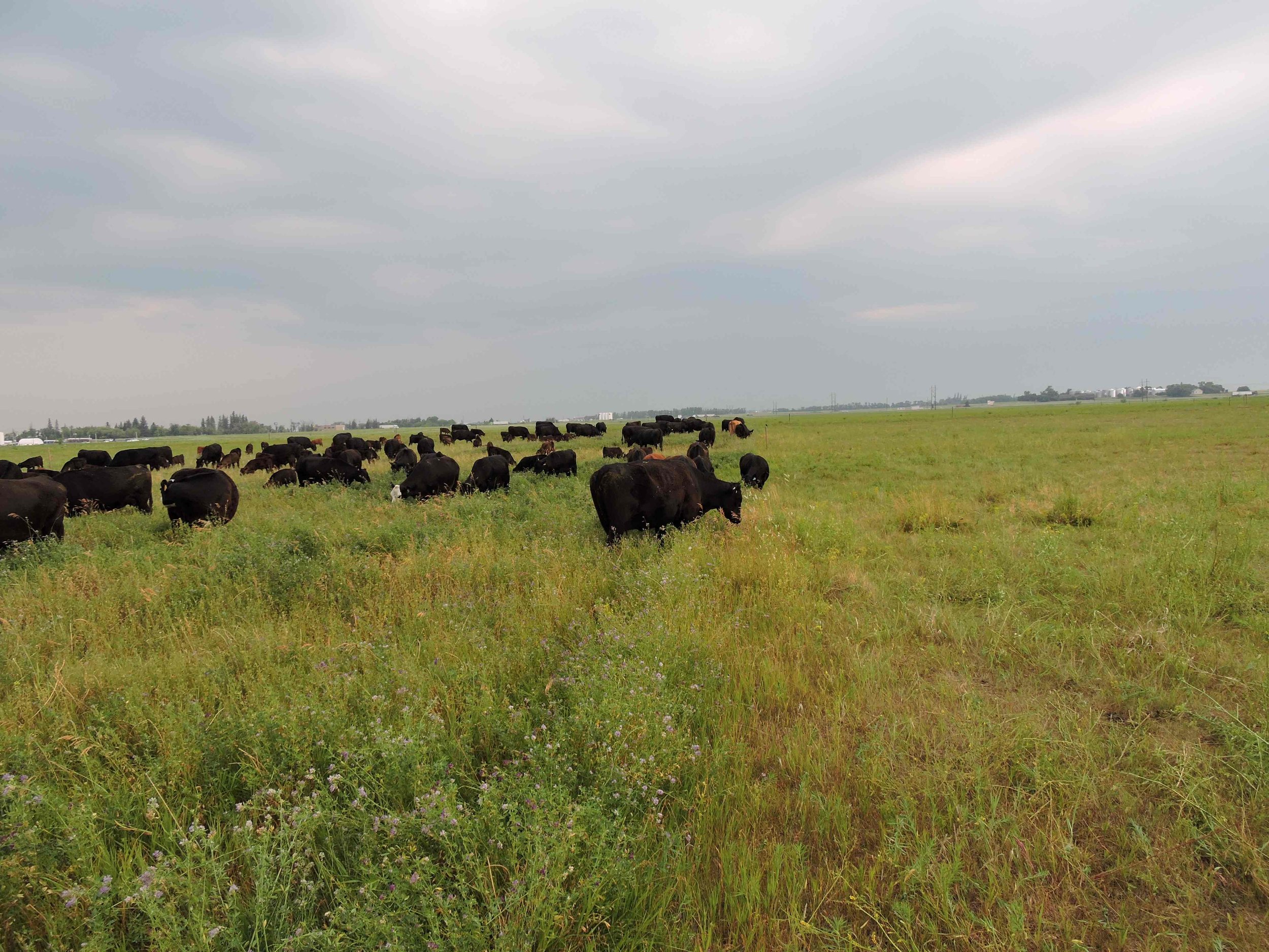 Cattle grazing on improved alfalfa grass pasture