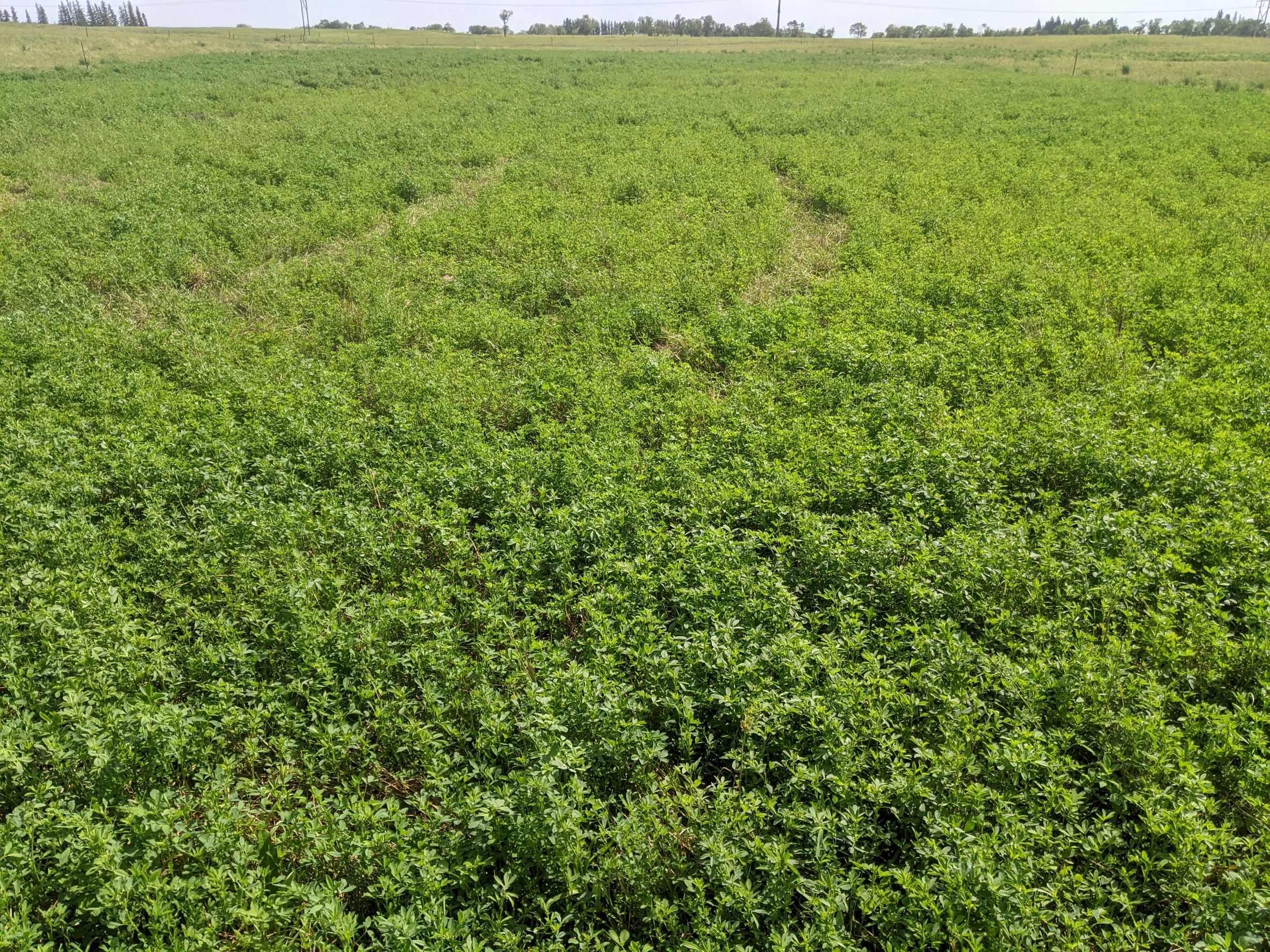 Alfalfa regrowth after grazing on a 2017 sod seeded plot