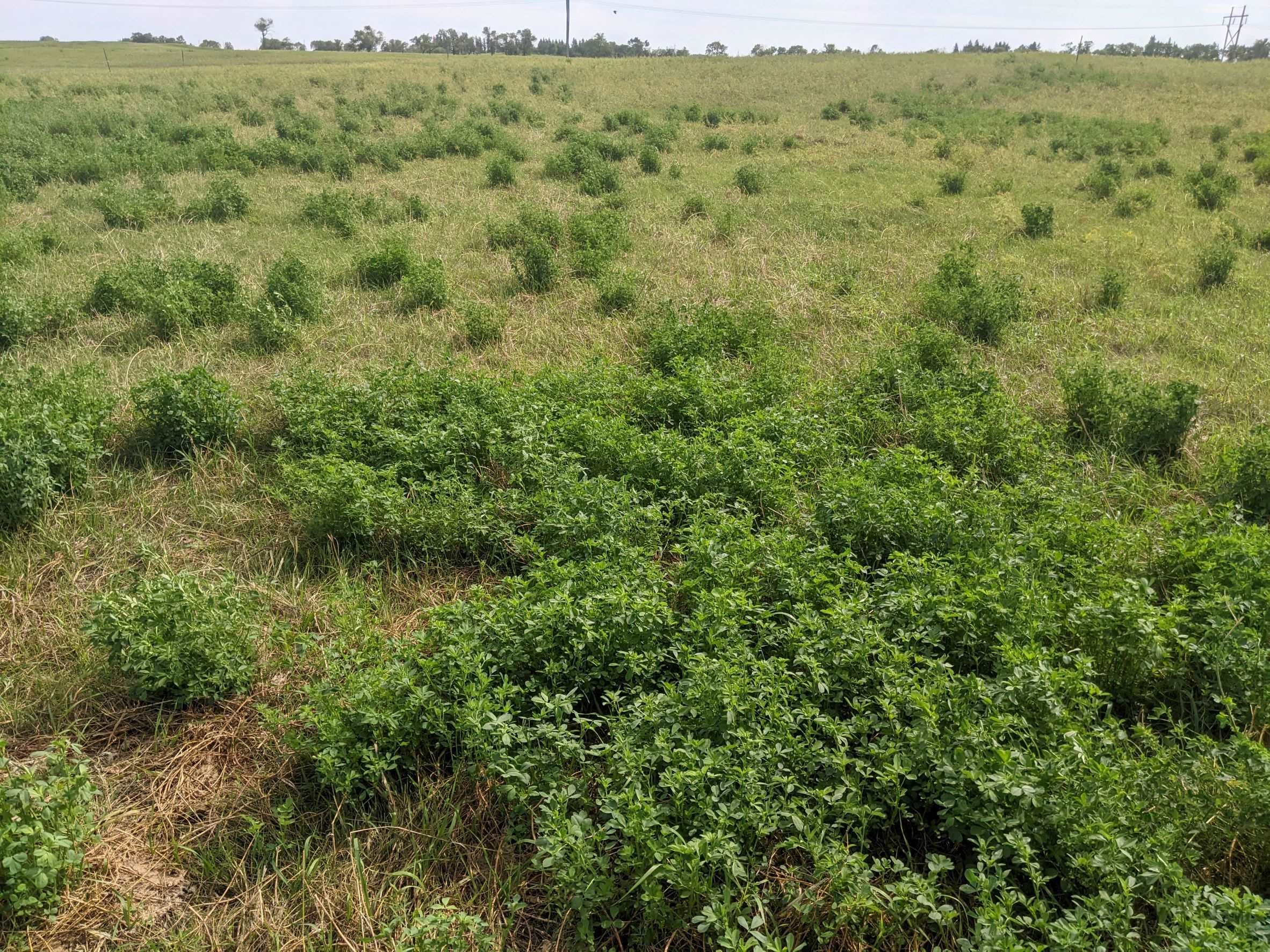 Alfalfa regrowth after grazing on a 2018 mob seeded plot