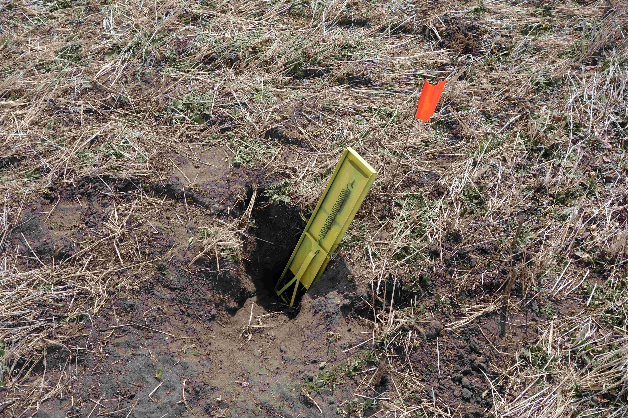 Gopher trap in a burrow entrance