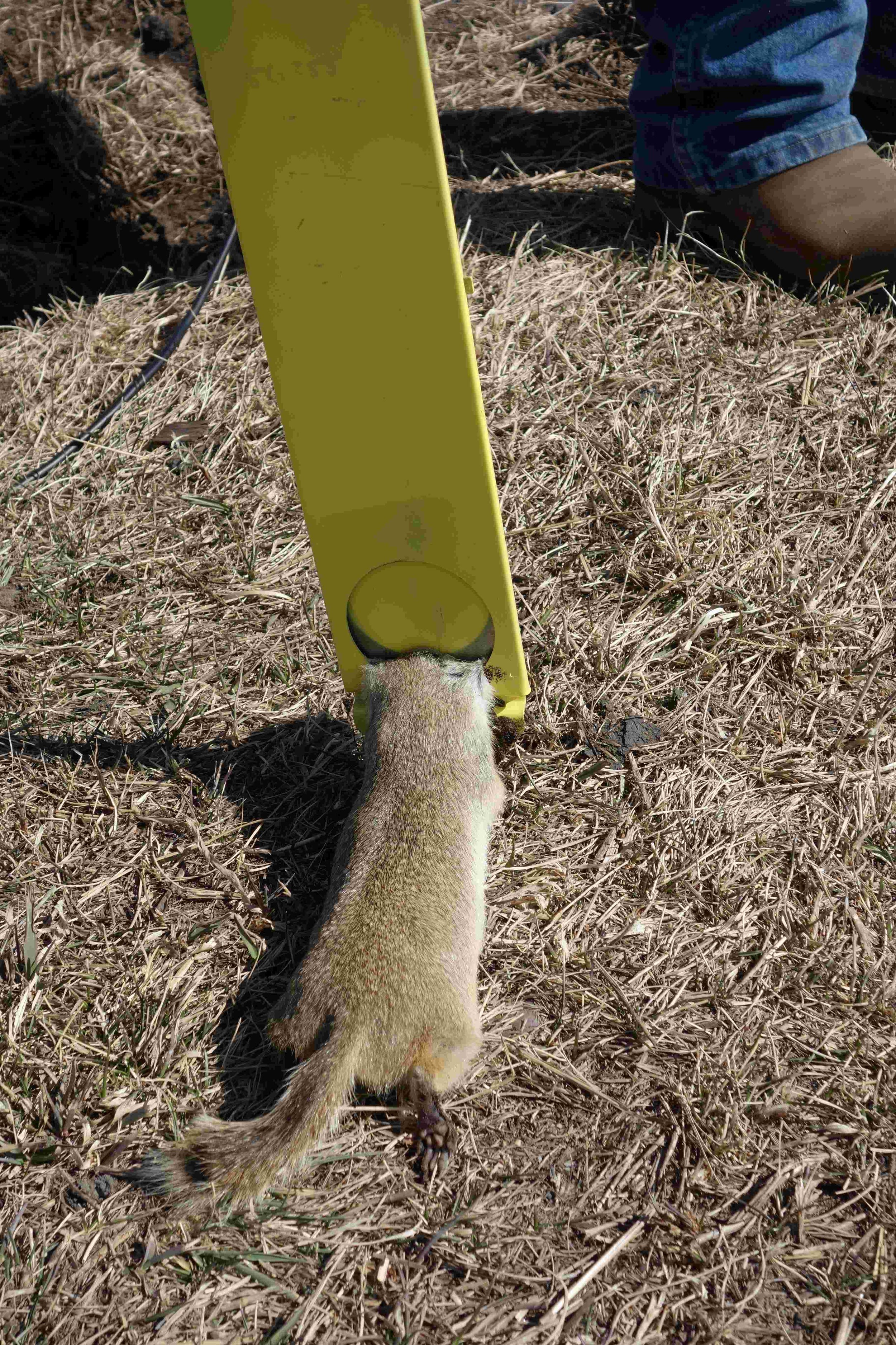 Gopher caught in a trap